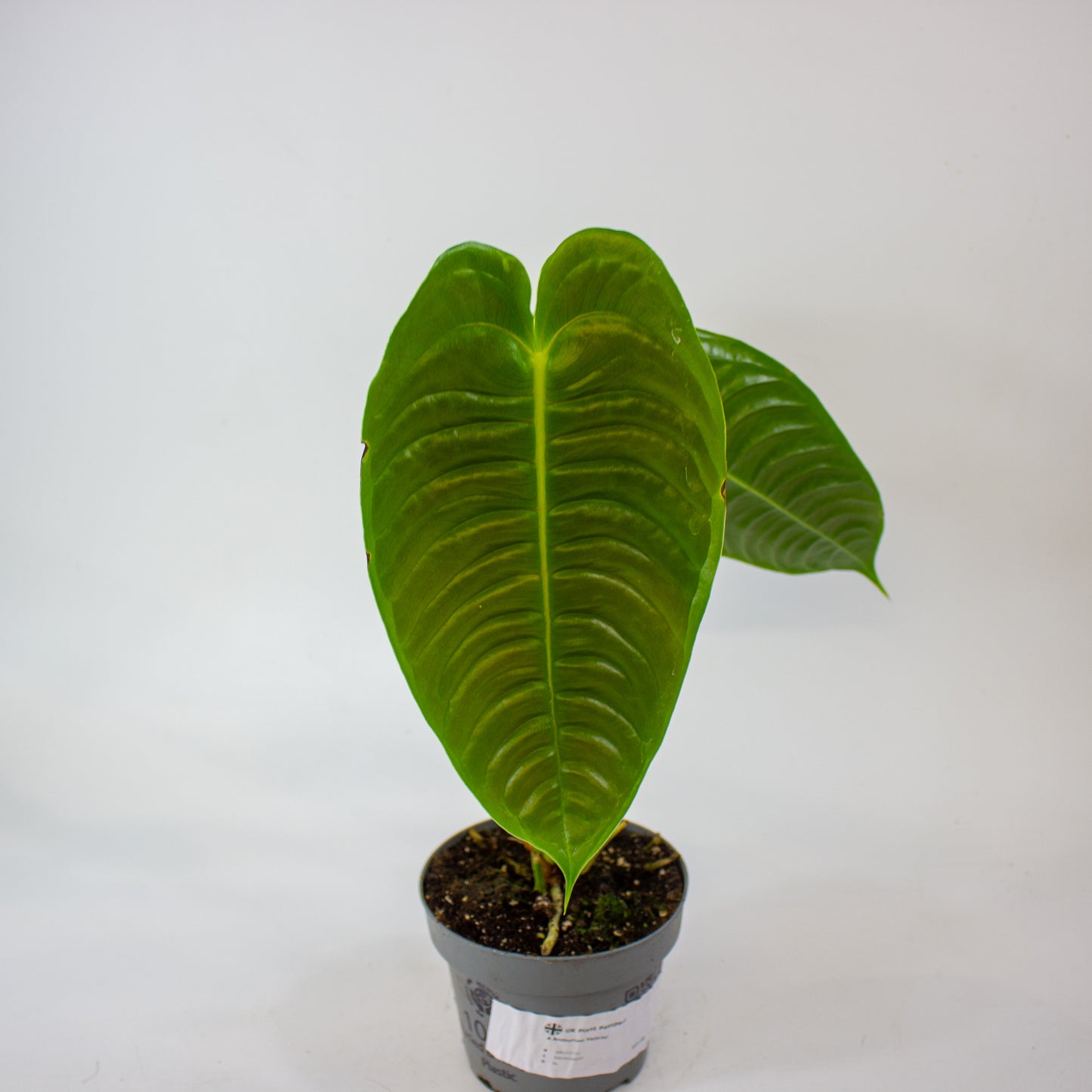 Anthurium Veitchii 12cm H20cm