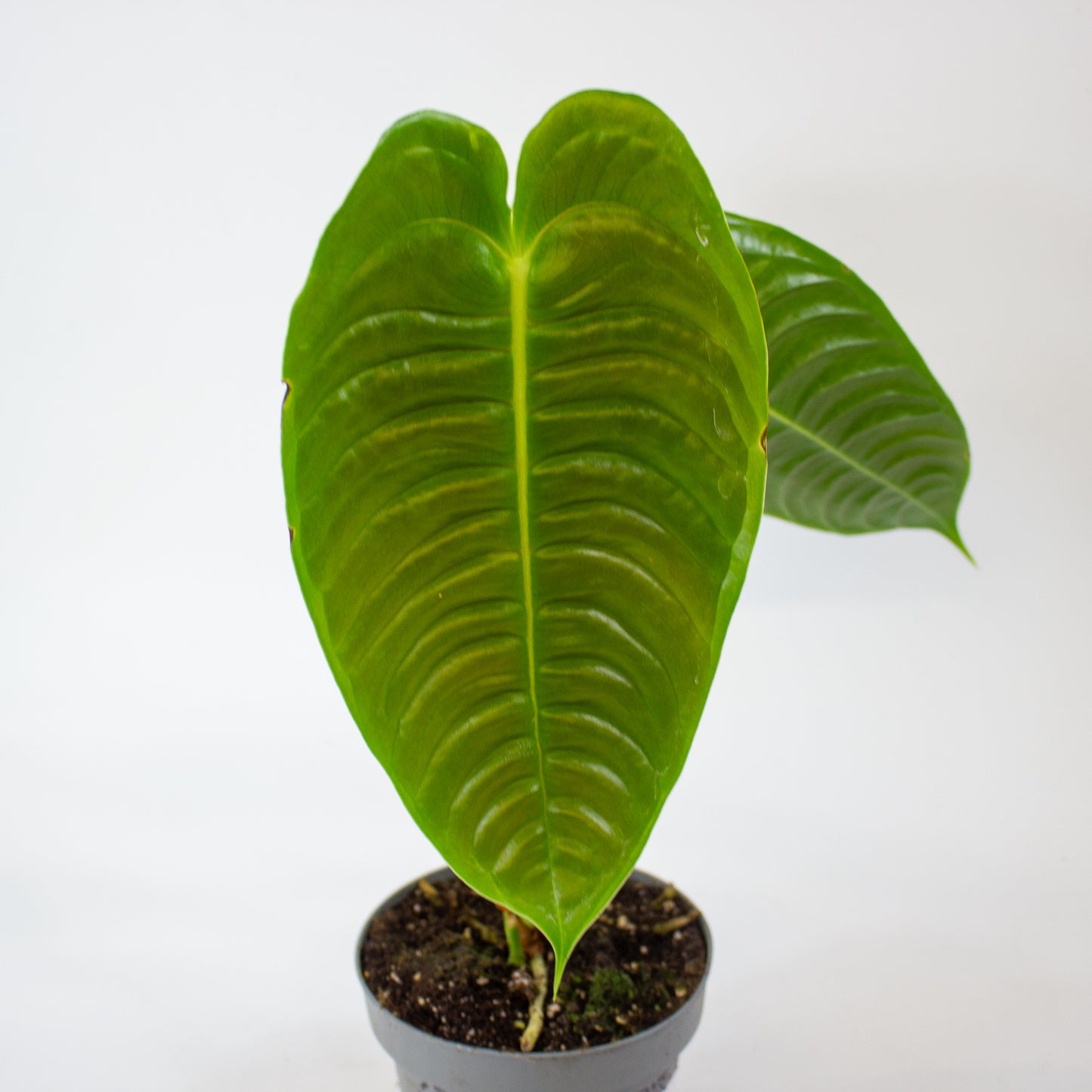 Anthurium Veitchii 12cm H20cm