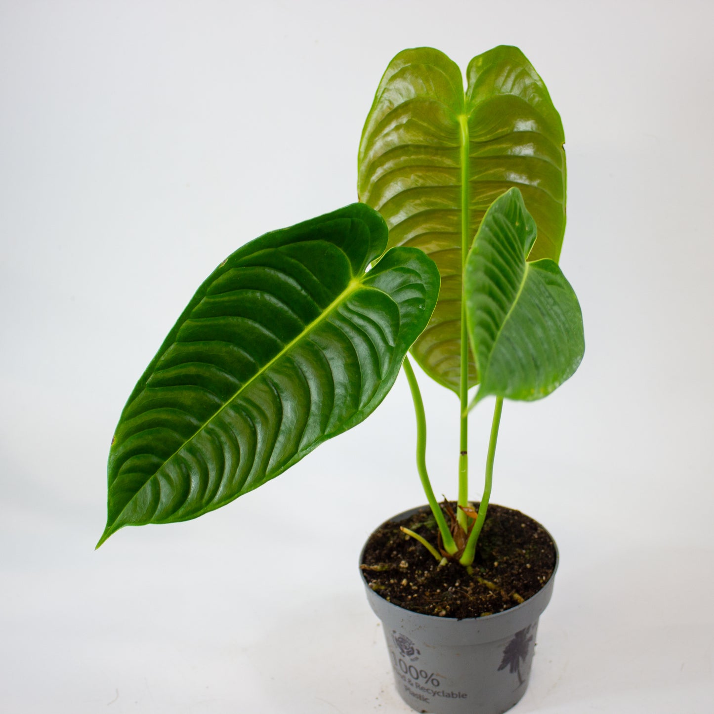 Anthurium Veitchii 12cm H20cm
