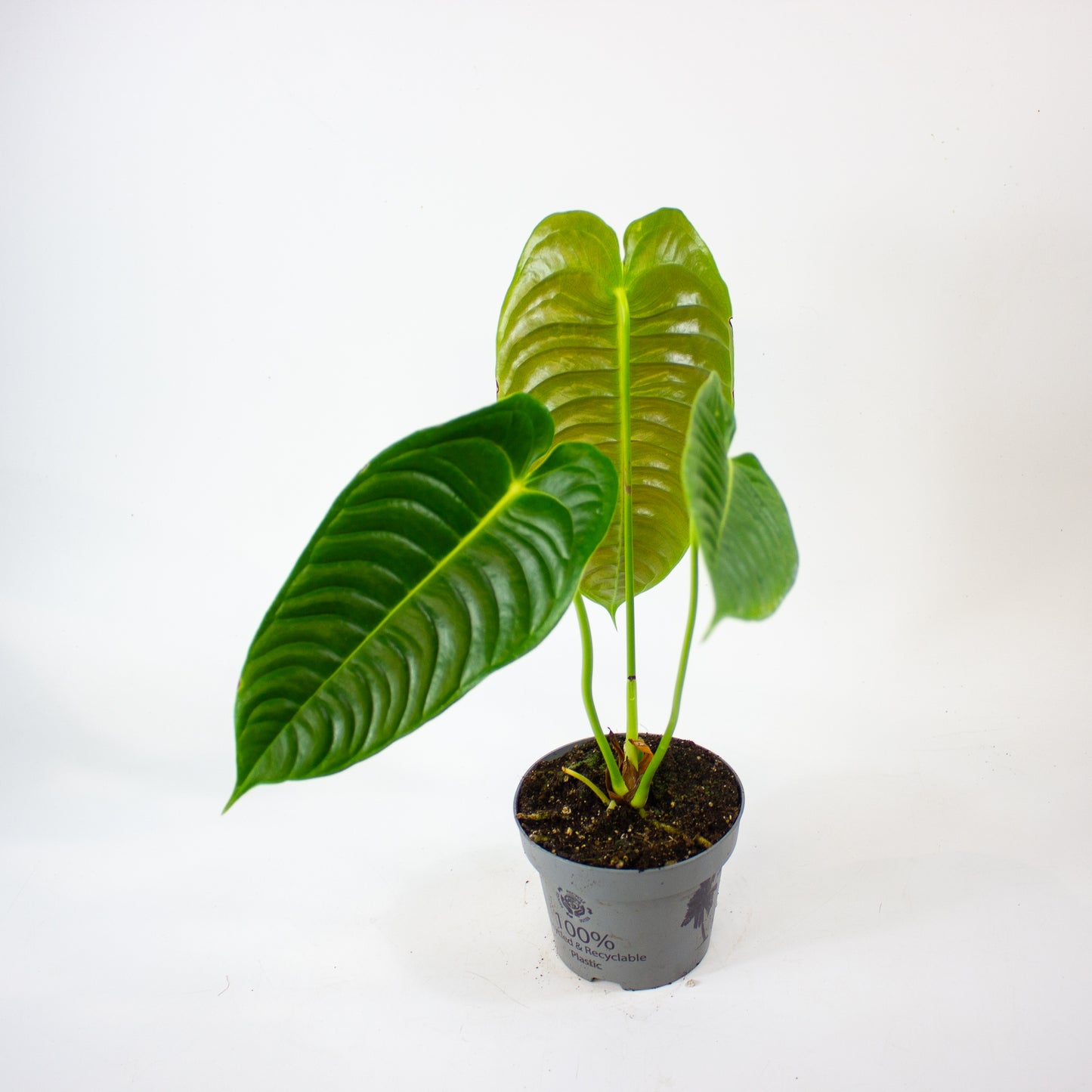 Anthurium Veitchii 12cm H20cm