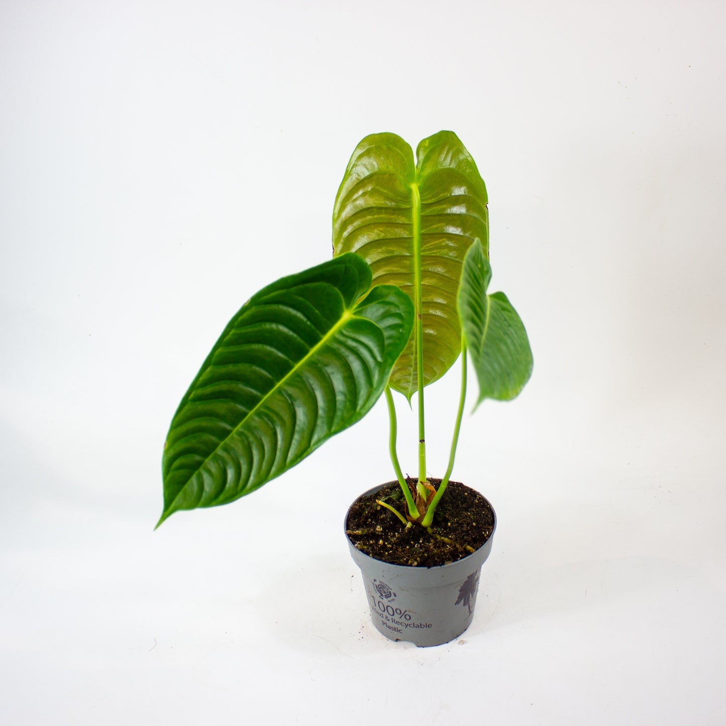 Anthurium Veitchii 12cm H20cm
