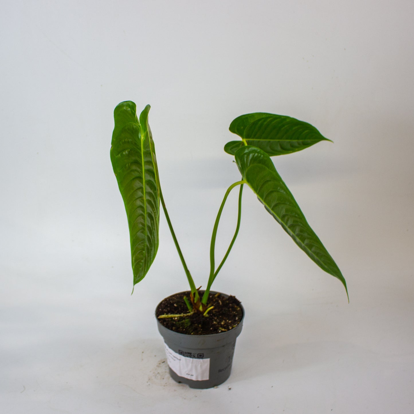 Anthurium Veitchii 12cm H20cm