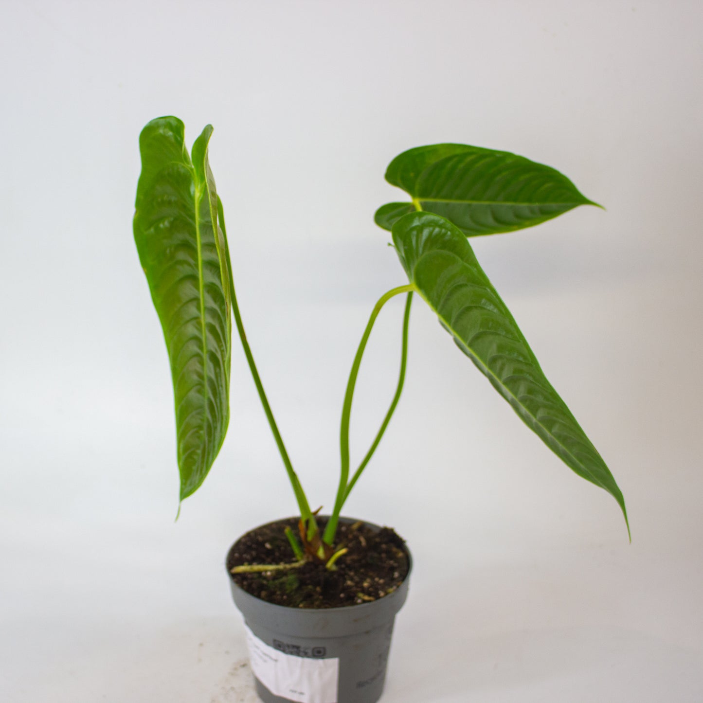 Anthurium Veitchii 12cm H20cm
