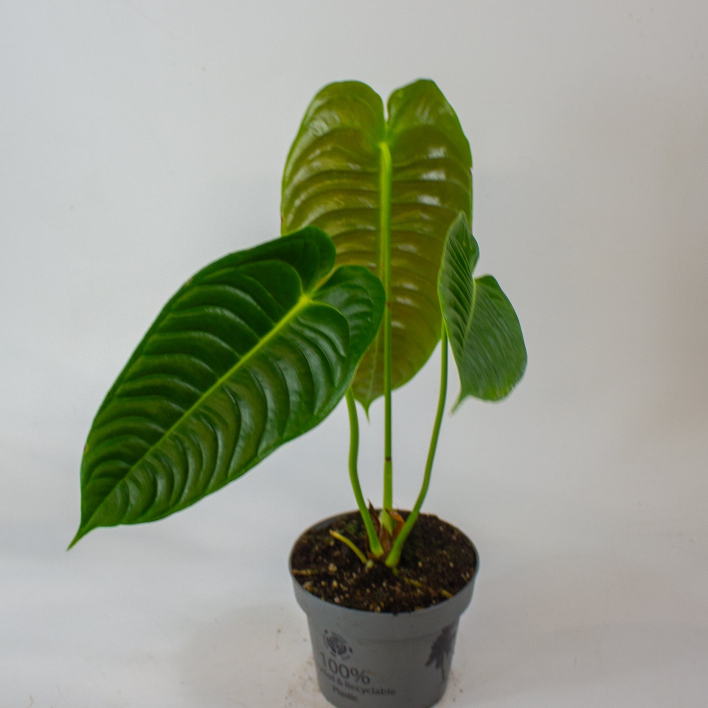 Anthurium Veitchii 12cm H20cm