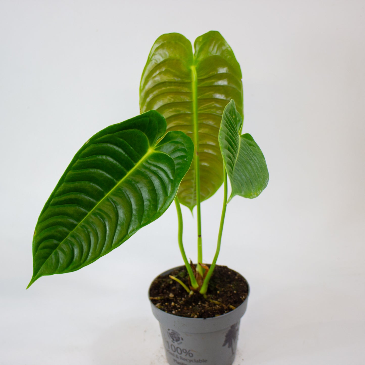 Anthurium Veitchii 12cm H20cm