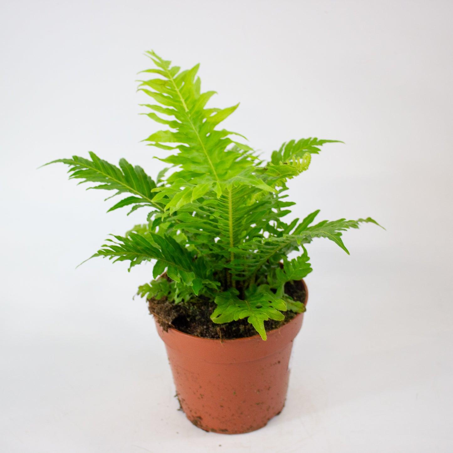 Blechnum Gibbum 'Silver Lady' 12cm H30cm
