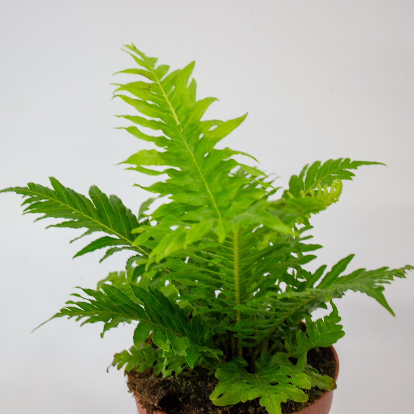 Blechnum Gibbum 'Silver Lady' 12cm H30cm