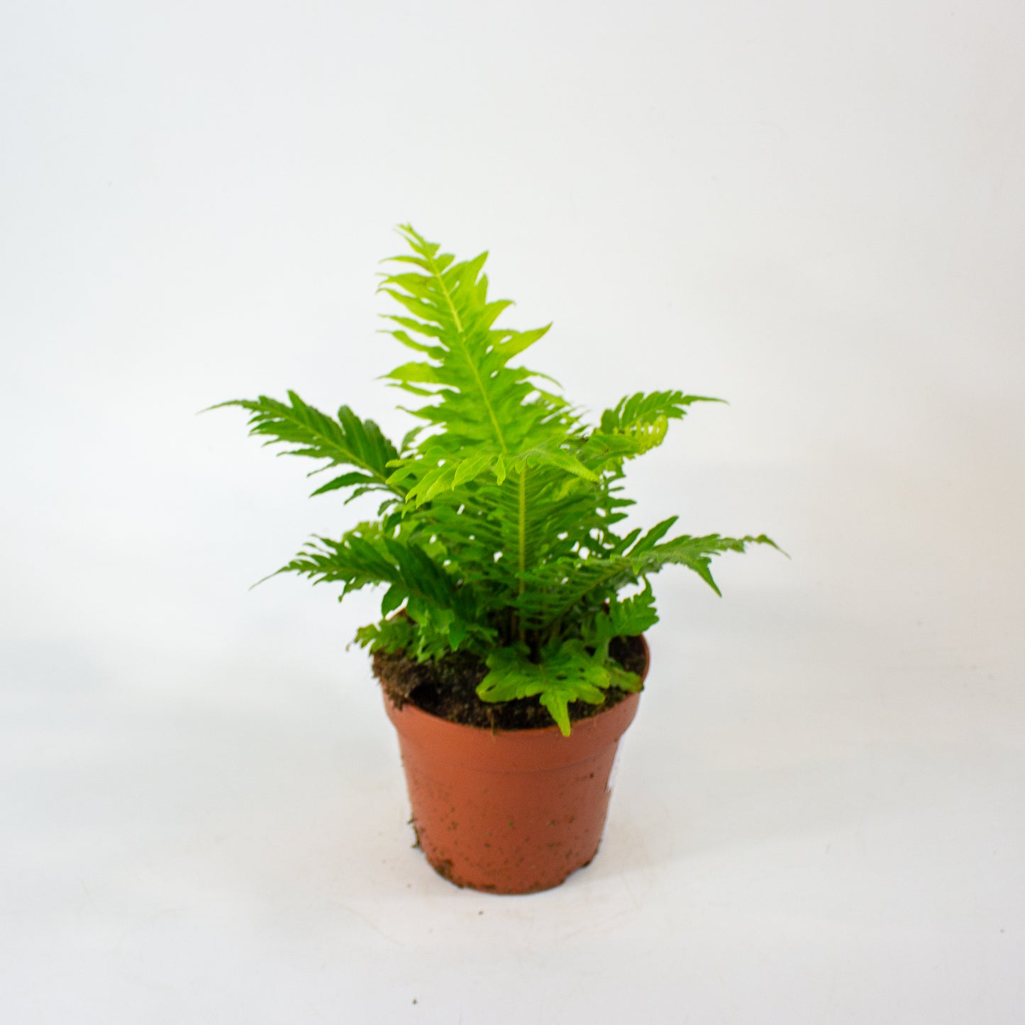 Blechnum Gibbum 'Silver Lady' 12cm H30cm