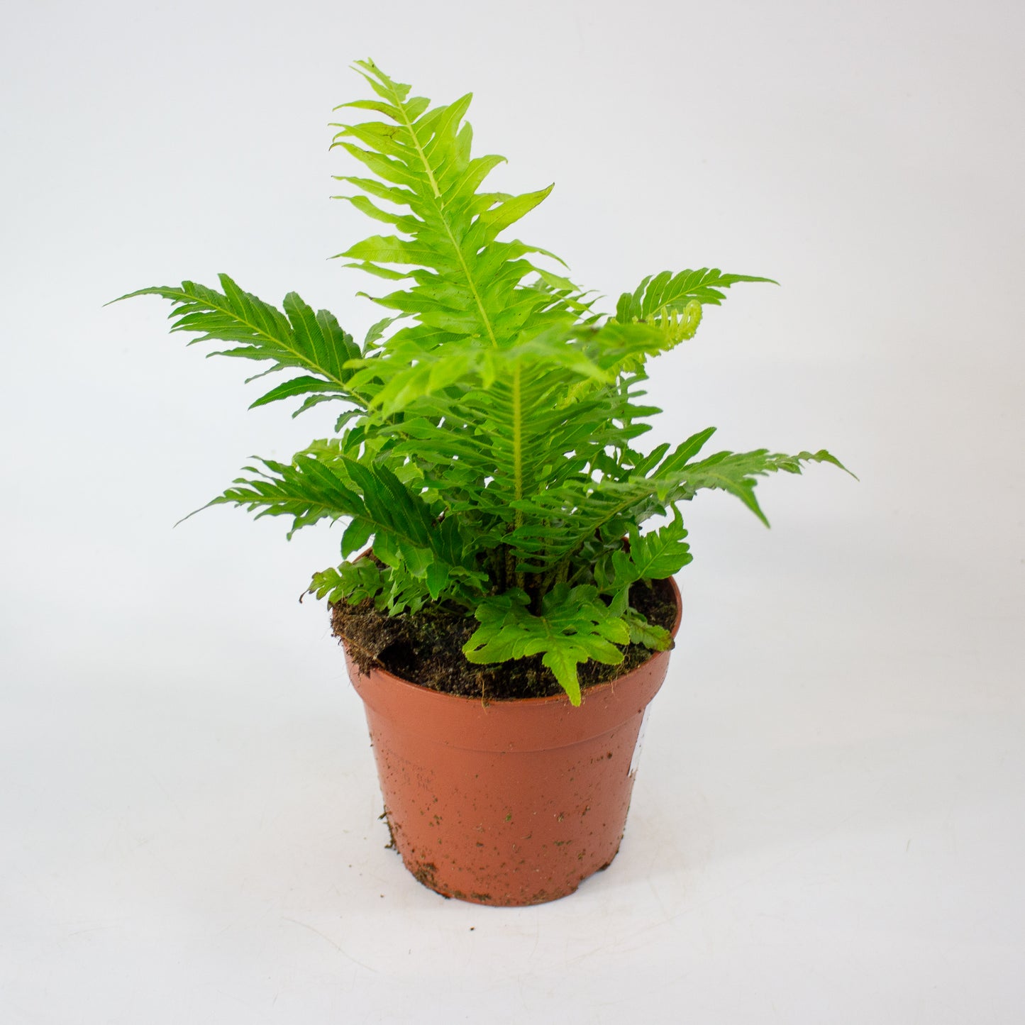 Blechnum Gibbum 'Silver Lady' 12cm H30cm