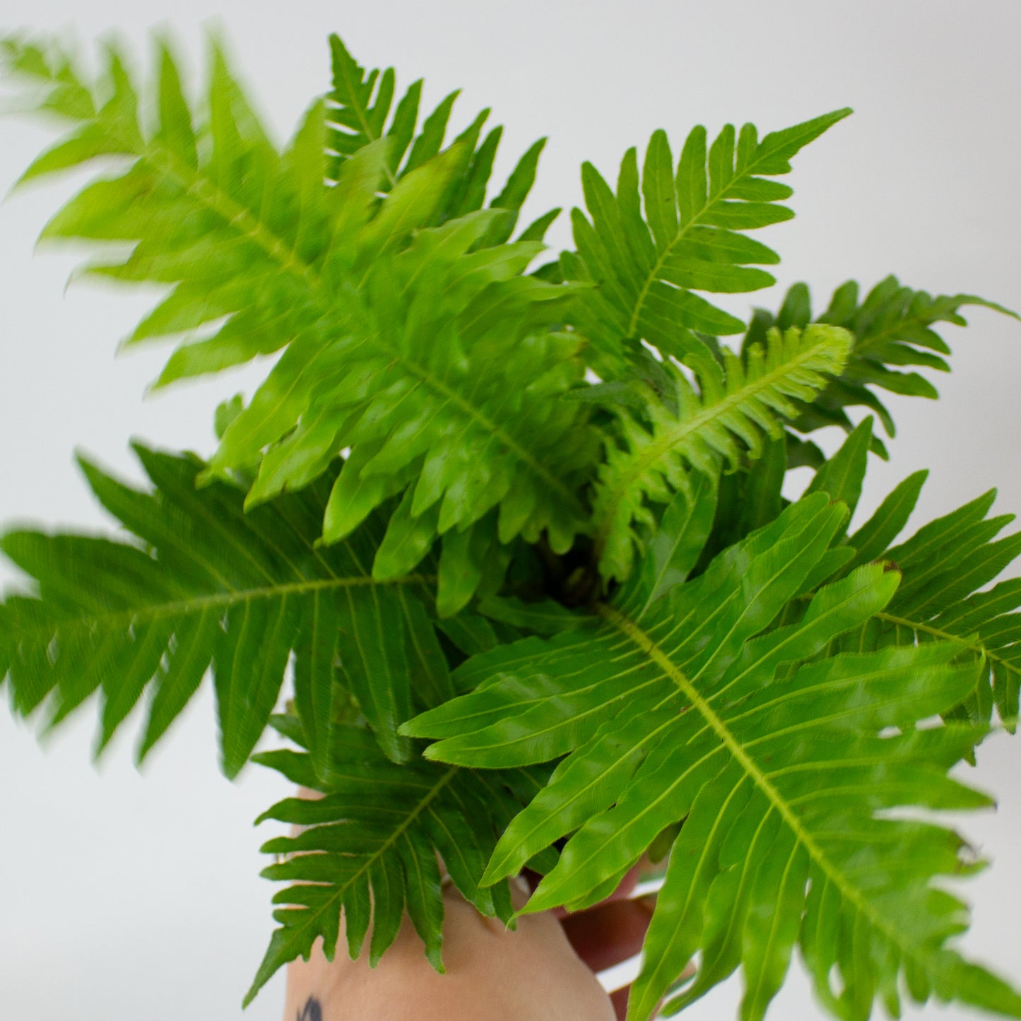 Blechnum Gibbum 'Silver Lady' 12cm H30cm
