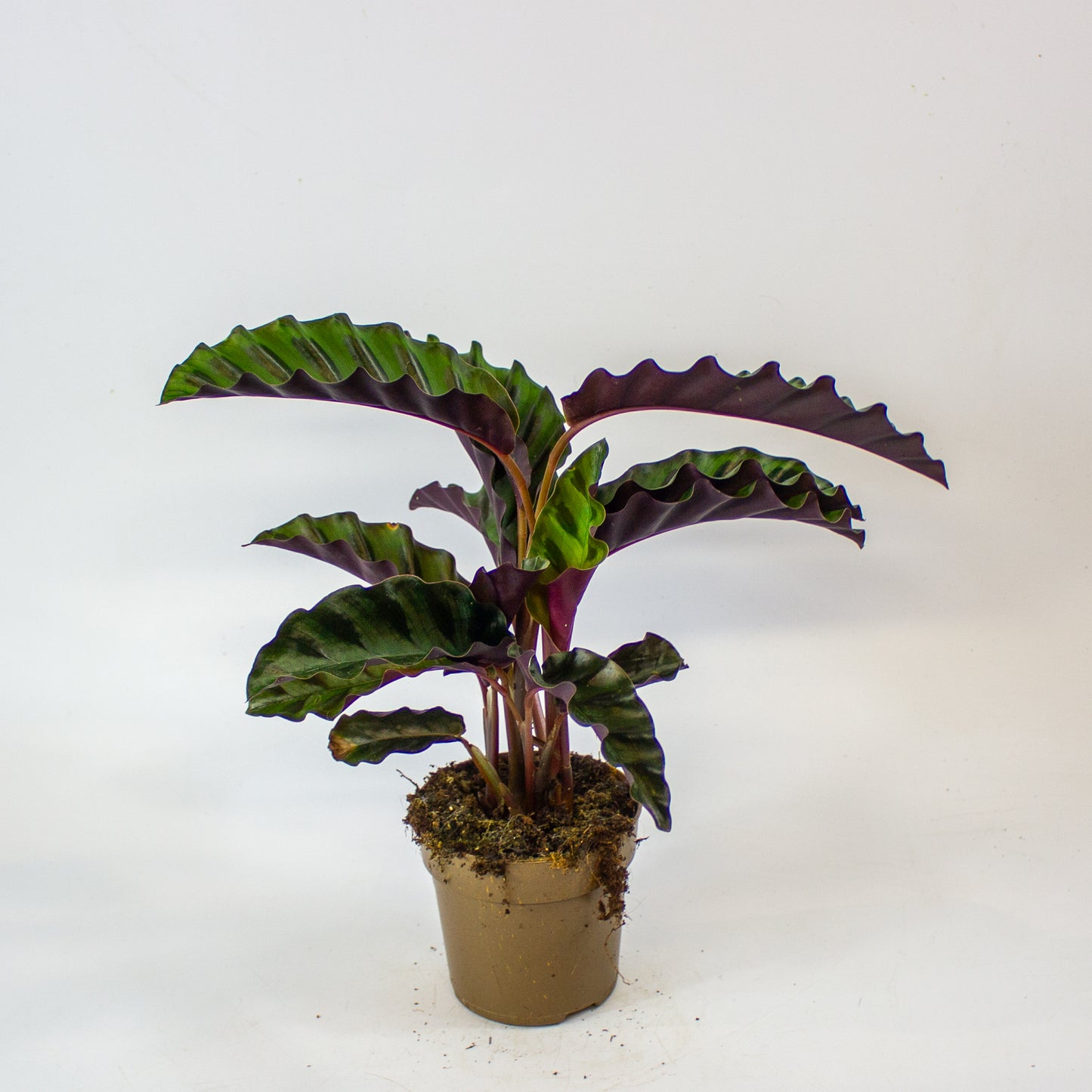 Calathea 'Gandersii' 11cm H20cm