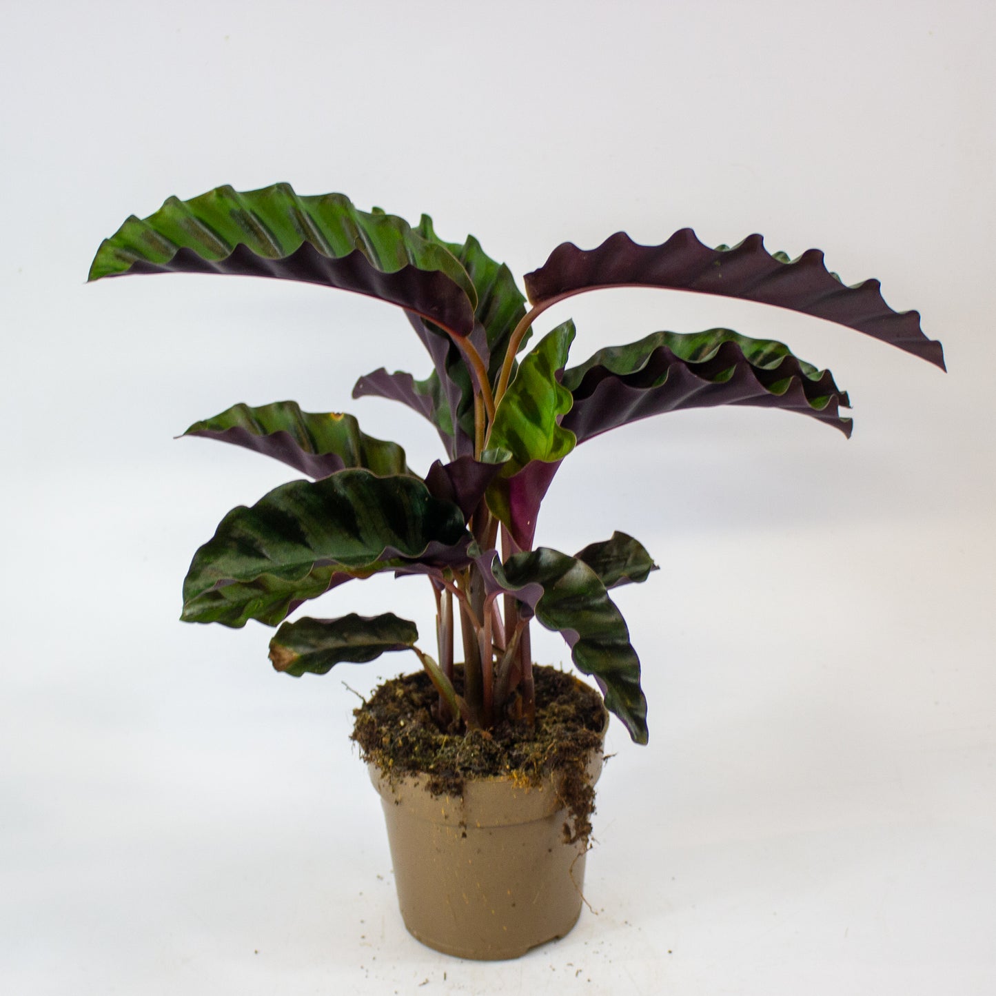 Calathea 'Gandersii' 11cm H20cm