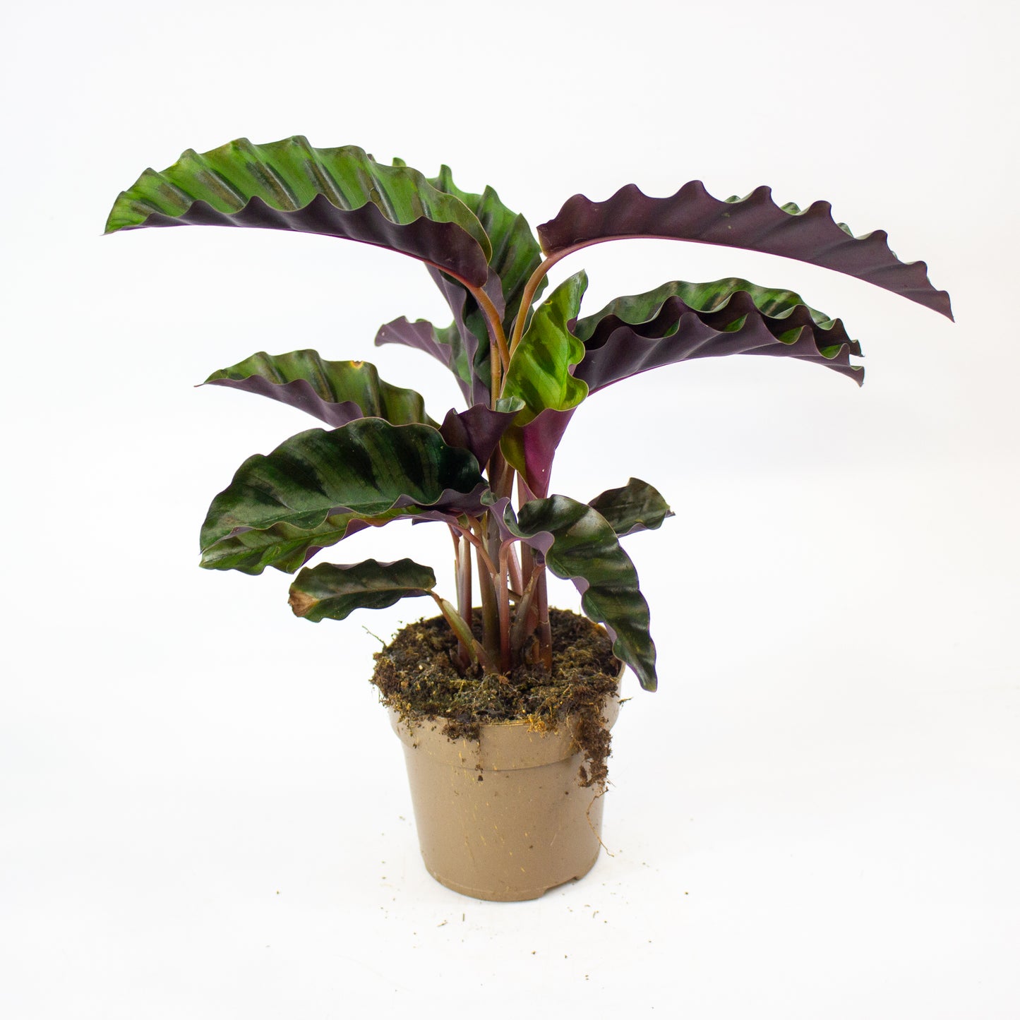 Calathea 'Gandersii' 11cm H20cm