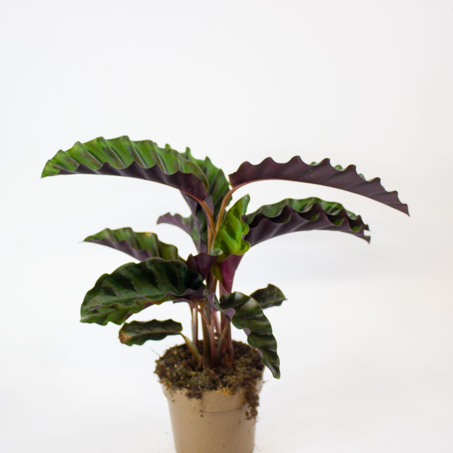 Calathea 'Gandersii' 11cm H20cm