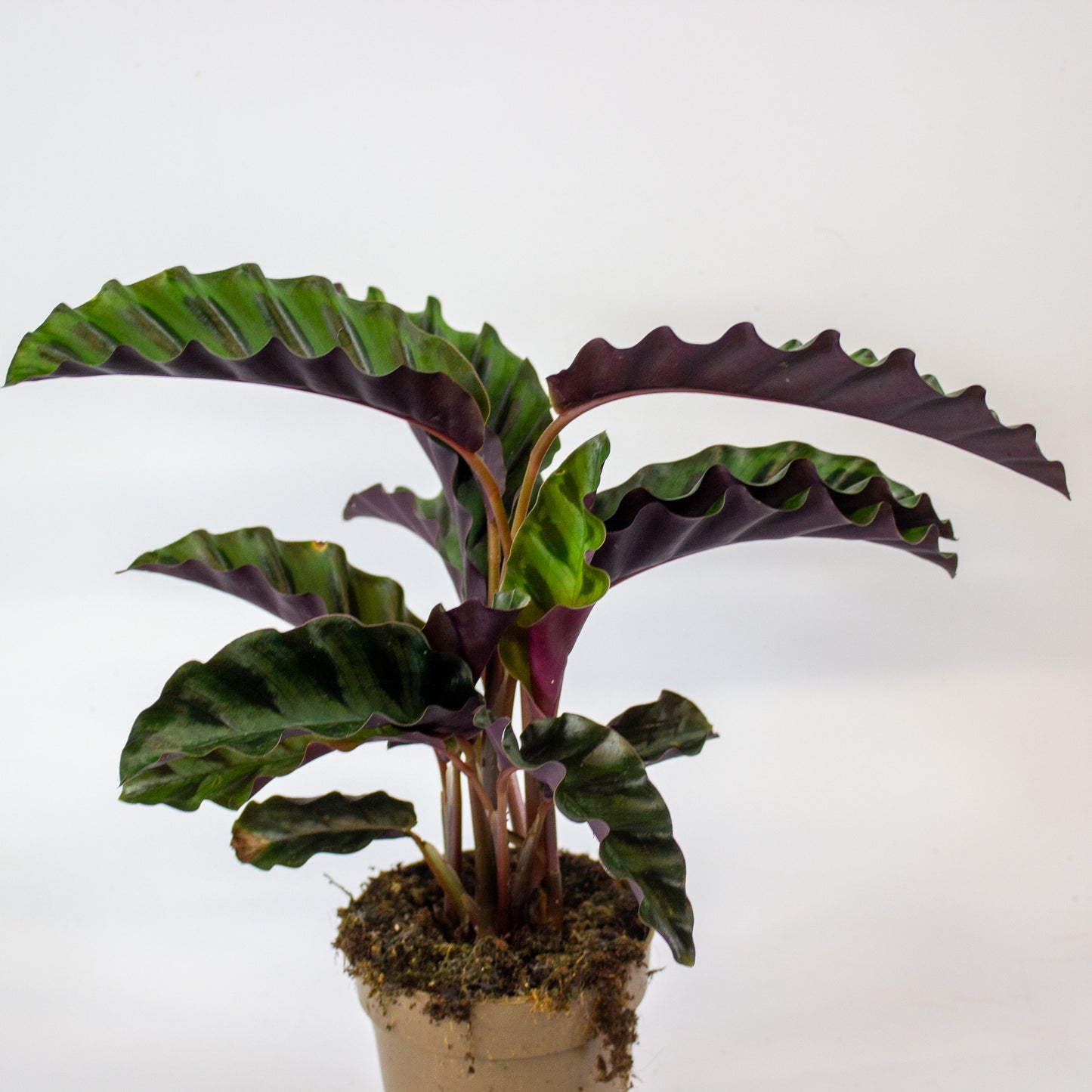 Calathea 'Gandersii' 11cm H20cm