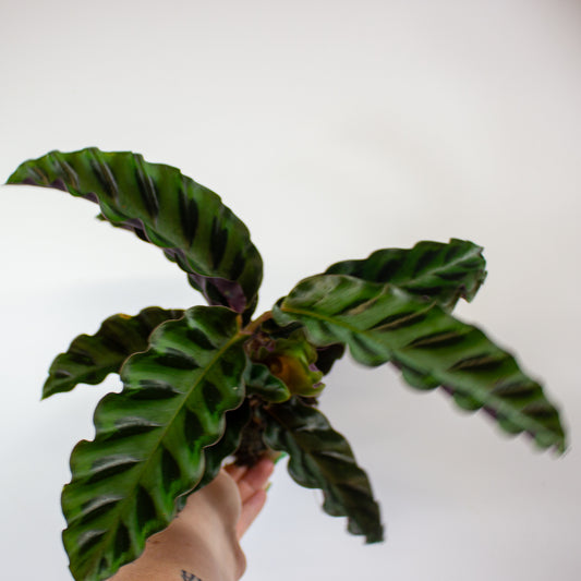 Calathea 'Gandersii 1