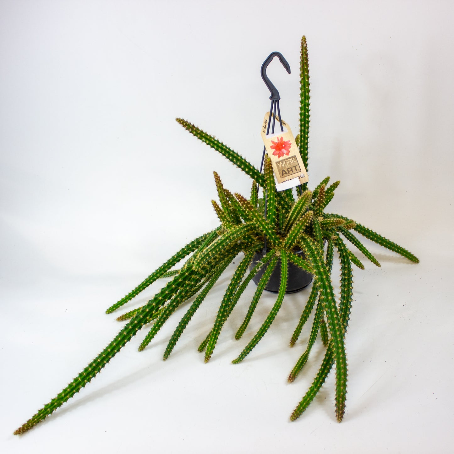 Aporocactus malisonii 14cm H40cm
