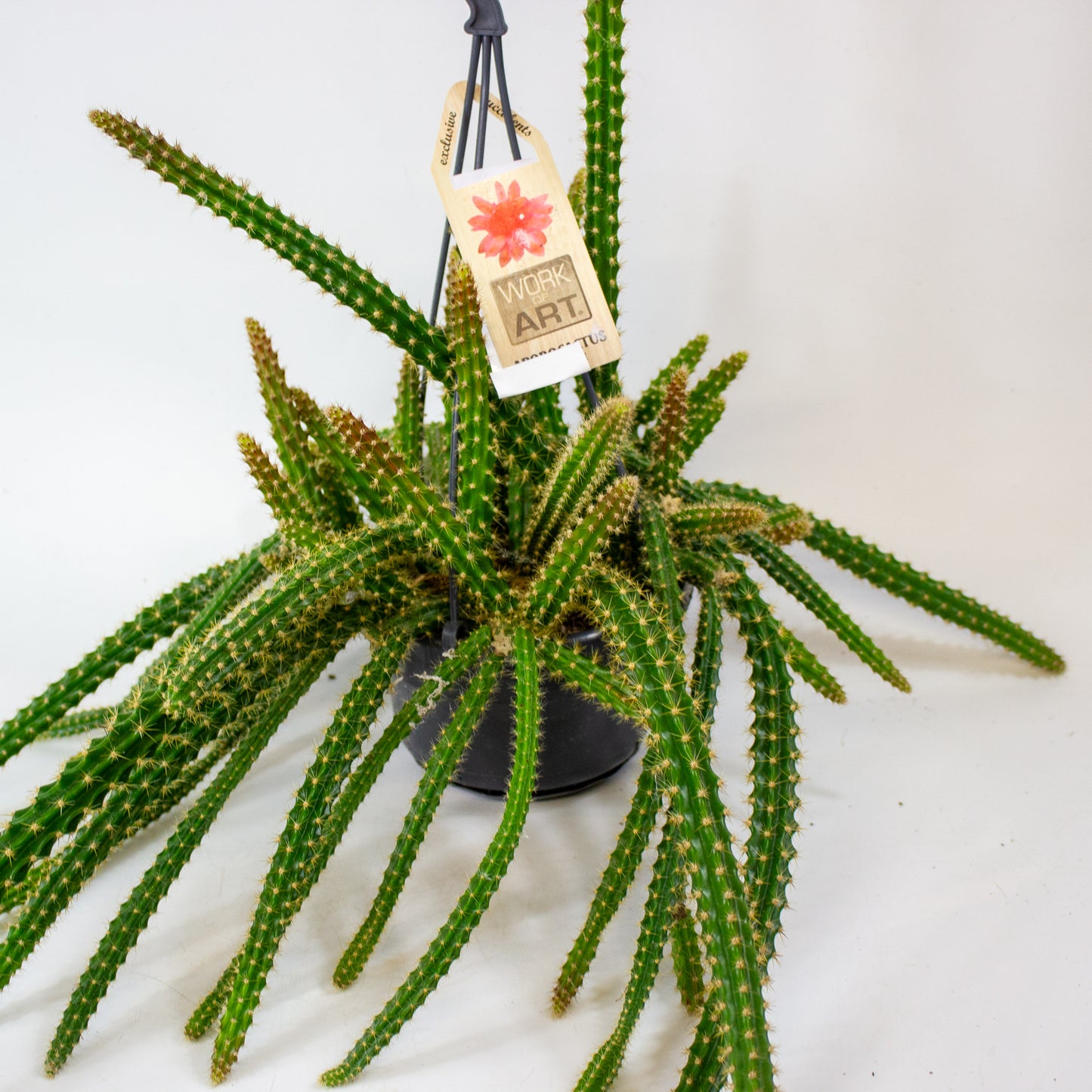 Aporocactus malisonii 14cm H40cm