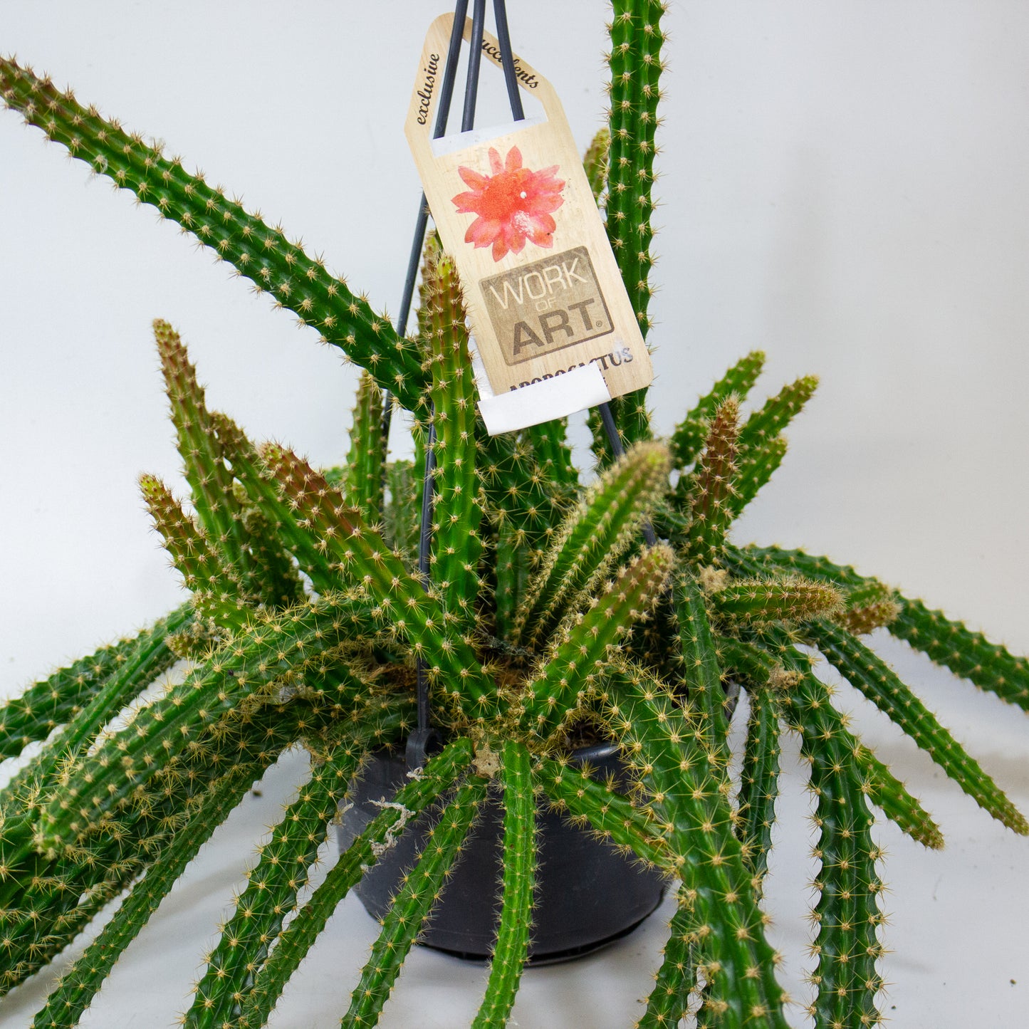 Aporocactus malisonii 14cm H40cm