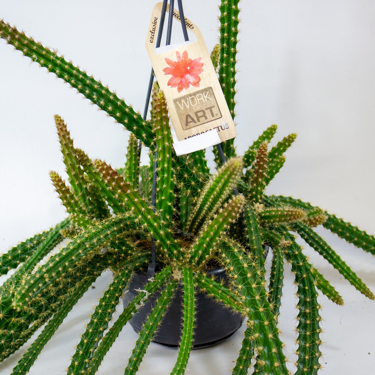 Aporocactus malisonii 14cm H40cm