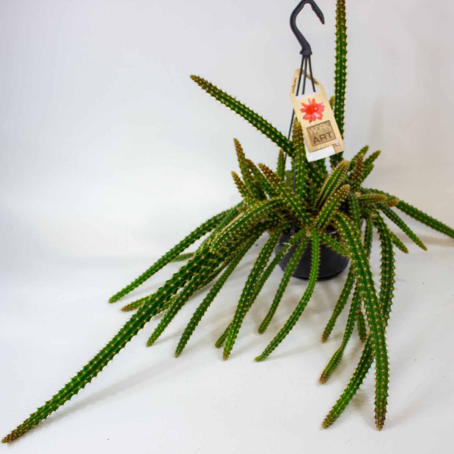 Aporocactus malisonii 14cm H40cm