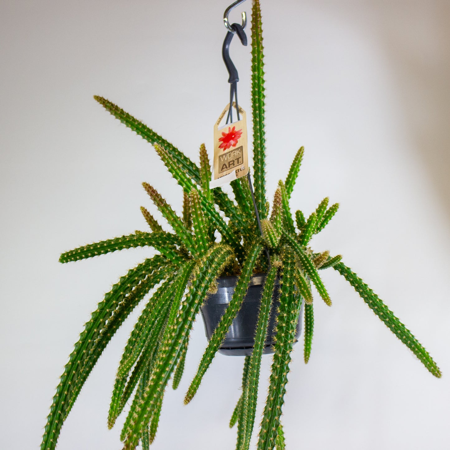 Aporocactus malisonii 14cm H40cm