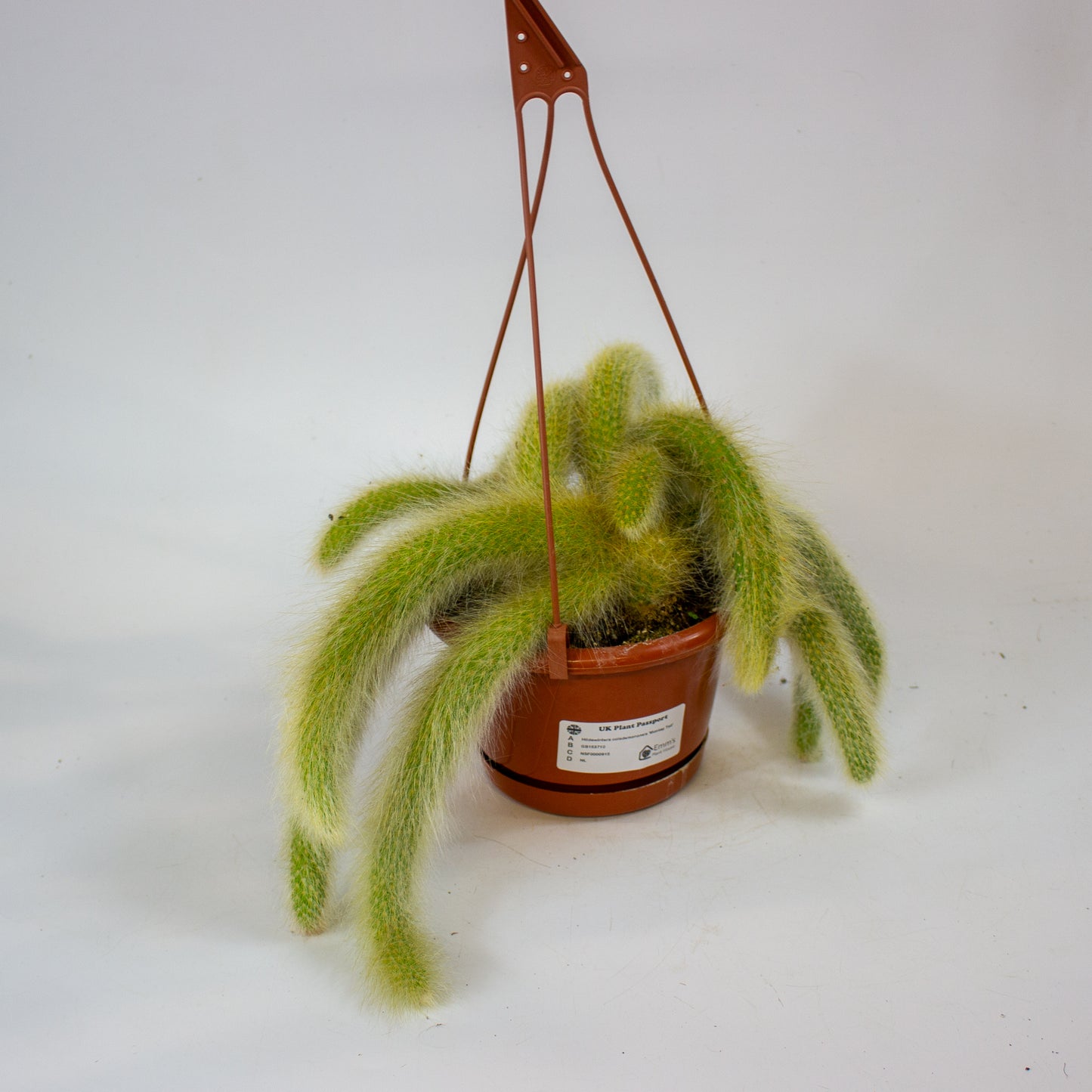 Hildewintera colademononsis 'Monkey Tail' 15cm H15cm