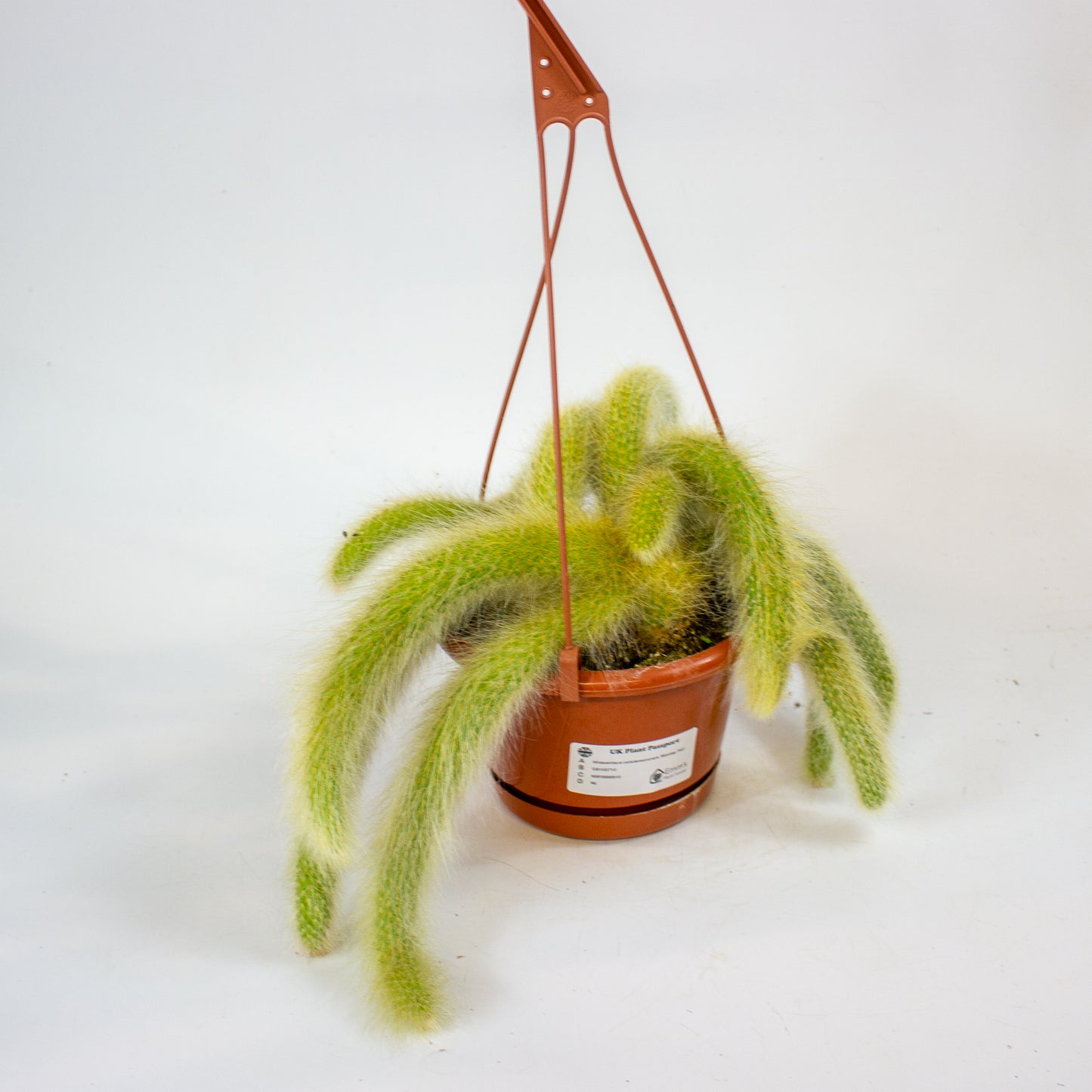 Hildewintera colademononsis 'Monkey Tail' 15cm H15cm