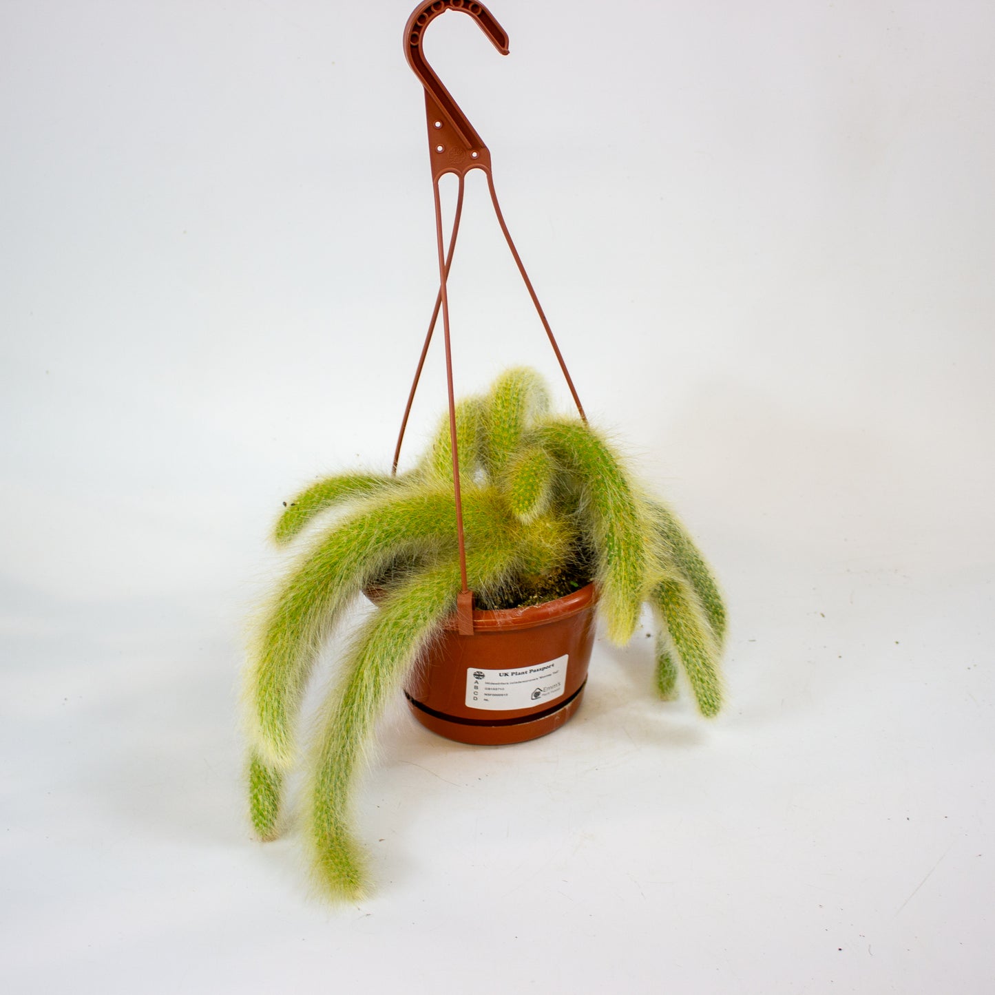 Hildewintera colademononsis 'Monkey Tail' 15cm H15cm