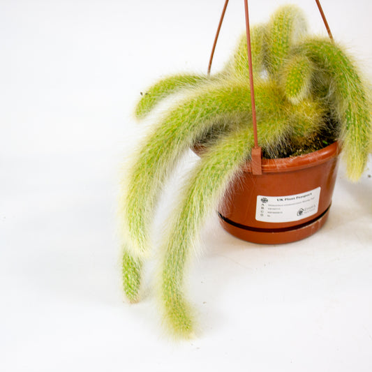 Hildewintera colademononsis 'Monkey Tail 1