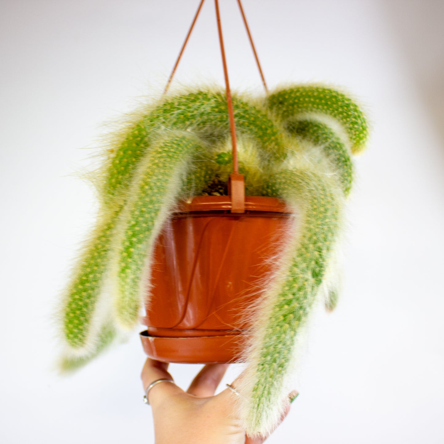 Hildewintera colademononsis 'Monkey Tail' 15cm H15cm