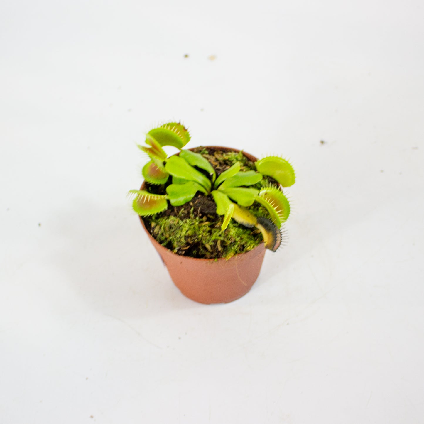 Dionaea muscipula 8.5cm H11cm