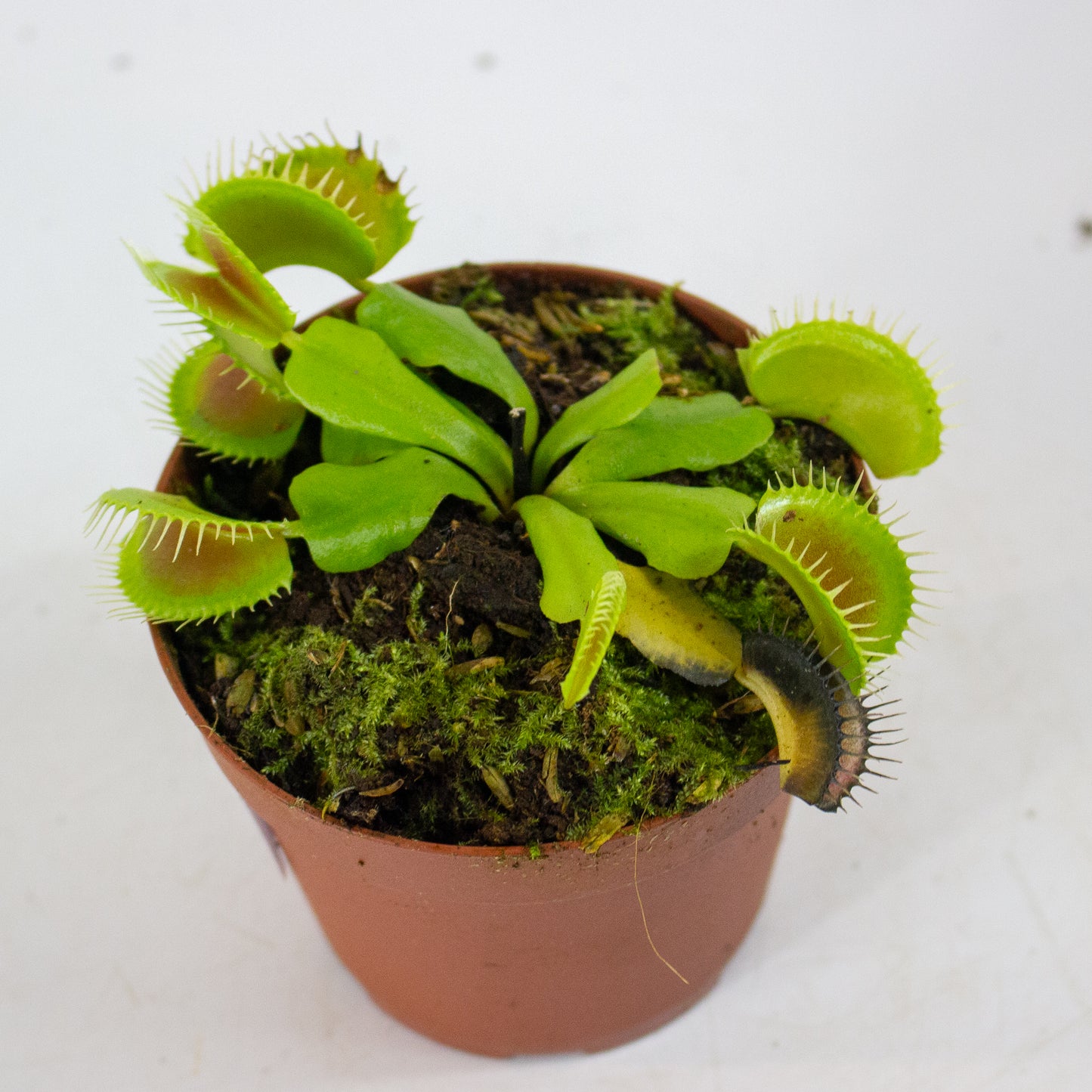 Dionaea muscipula 8.5cm H11cm