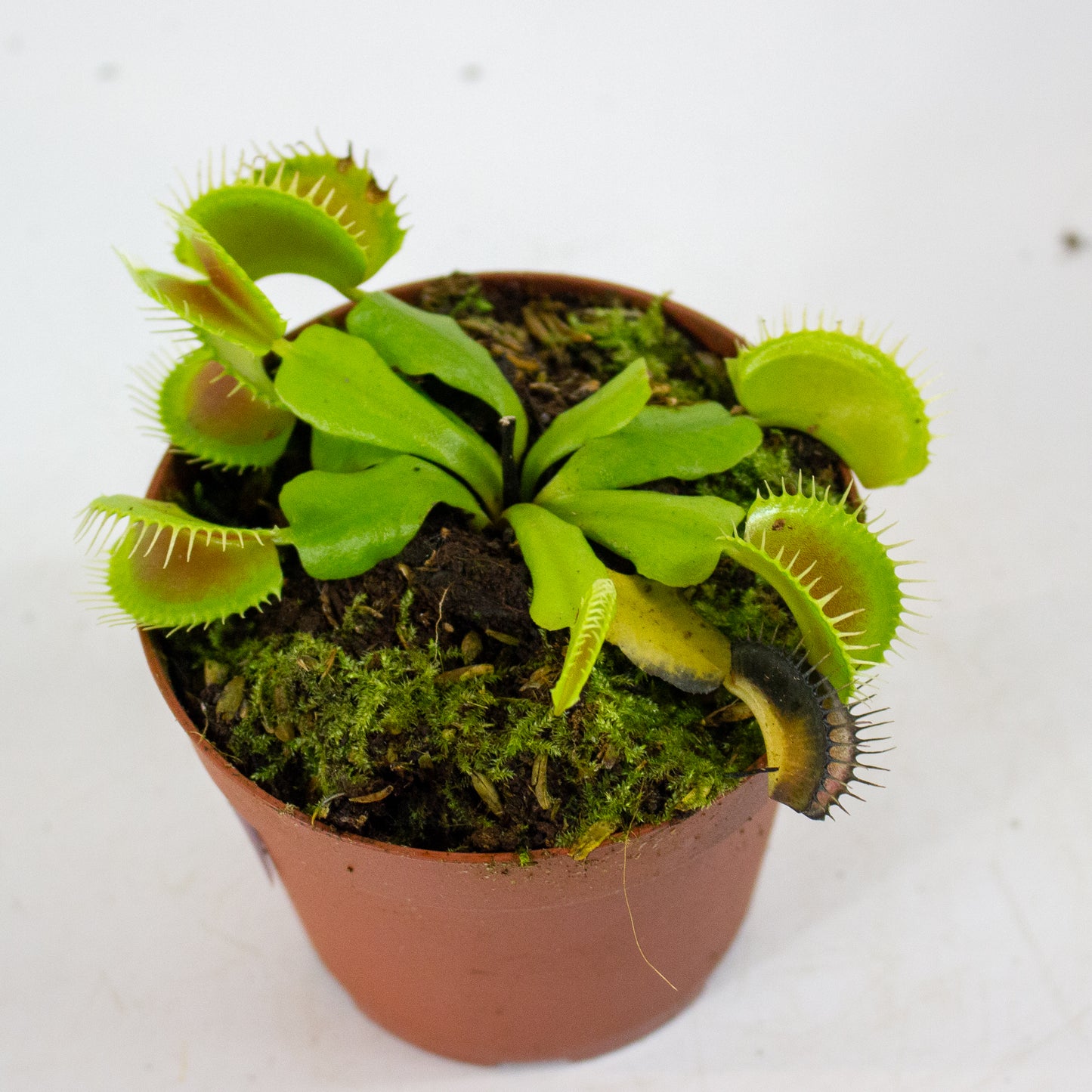 Dionaea muscipula 8.5cm H11cm