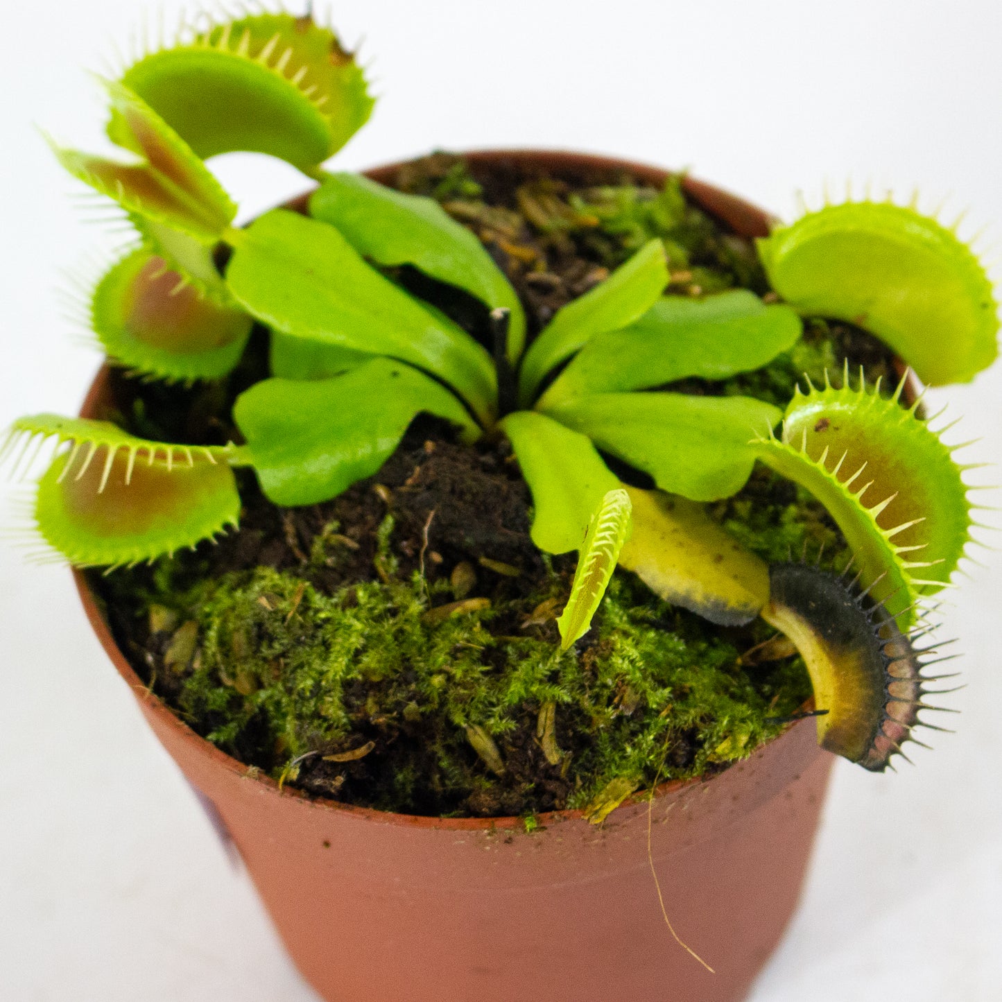 Dionaea muscipula 8.5cm H11cm