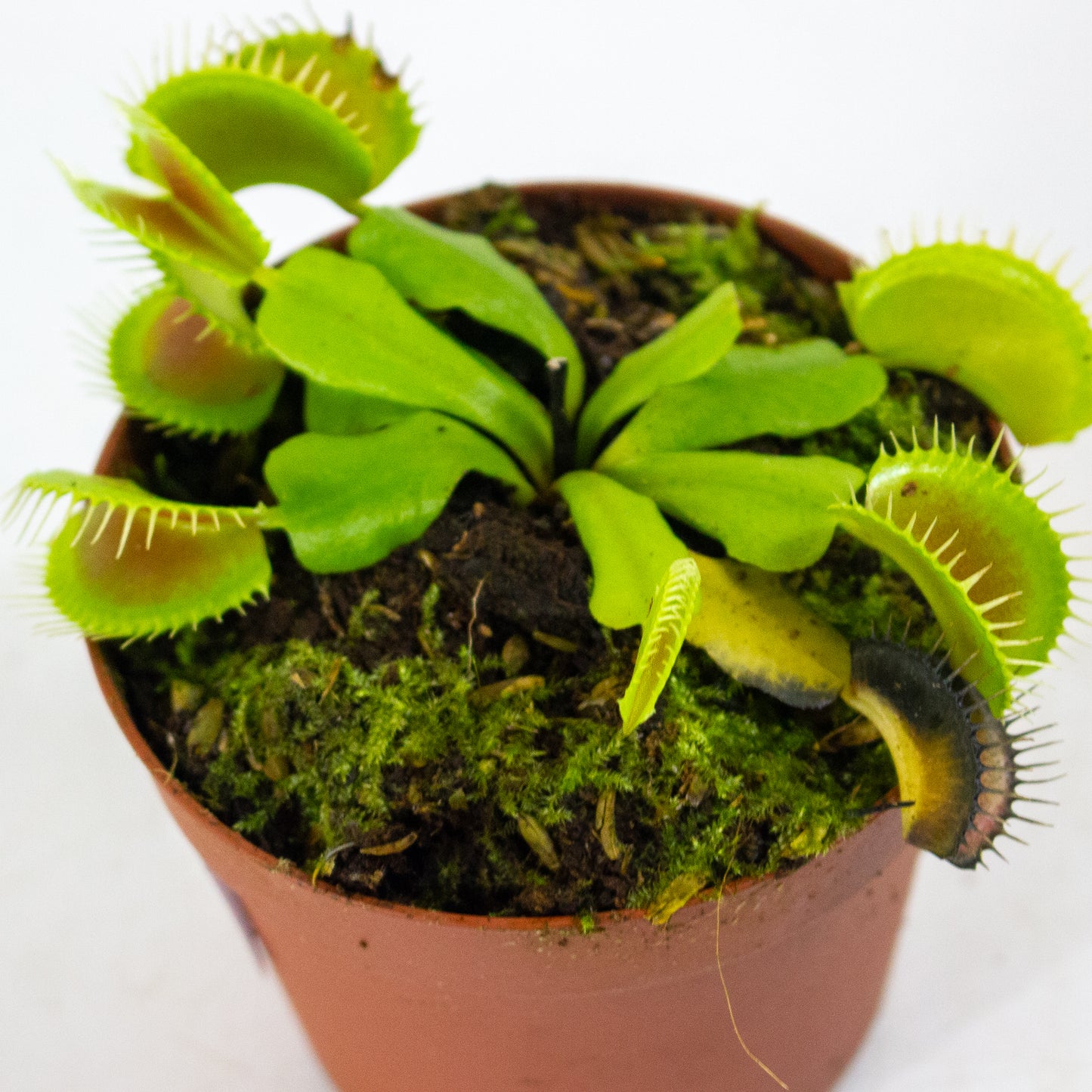 Dionaea muscipula 8.5cm H11cm