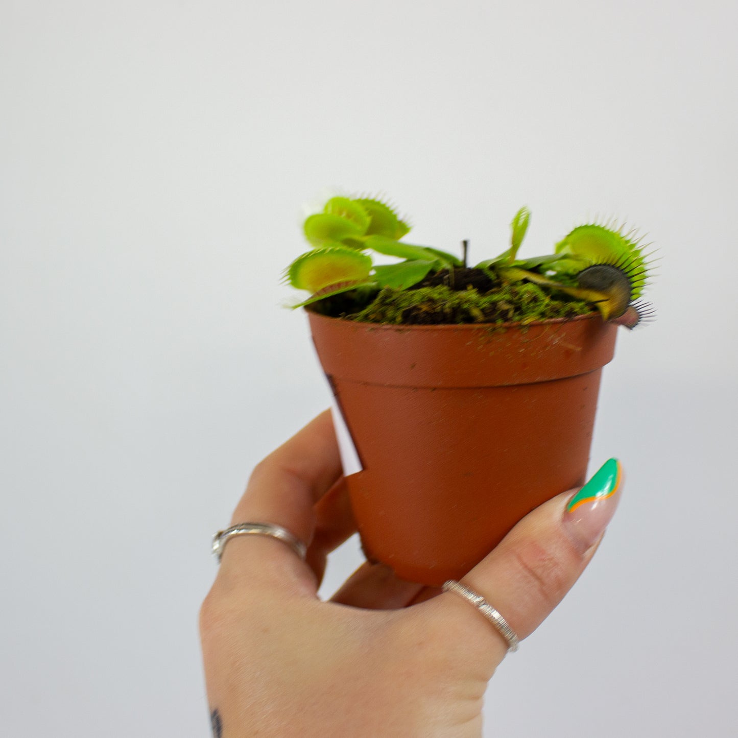 Dionaea muscipula 8.5cm H11cm
