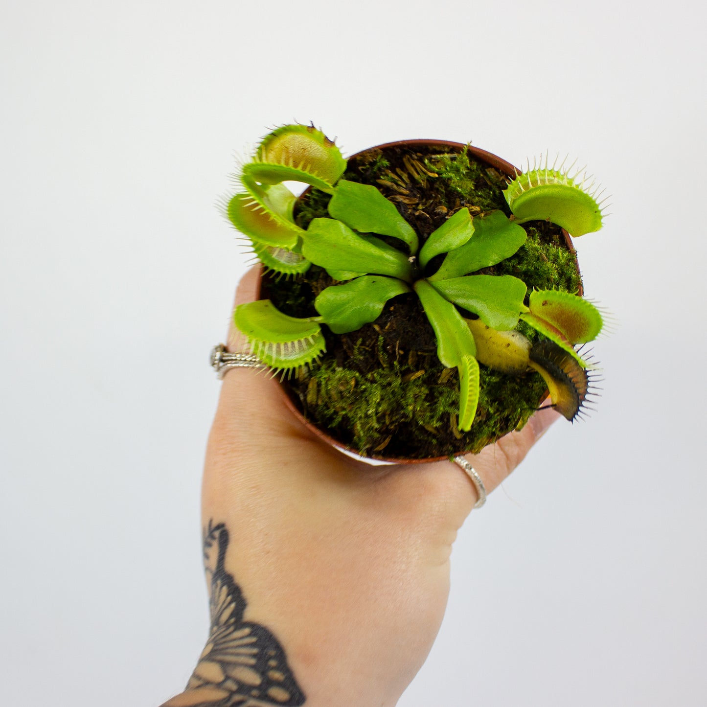 Dionaea muscipula 8.5cm H11cm