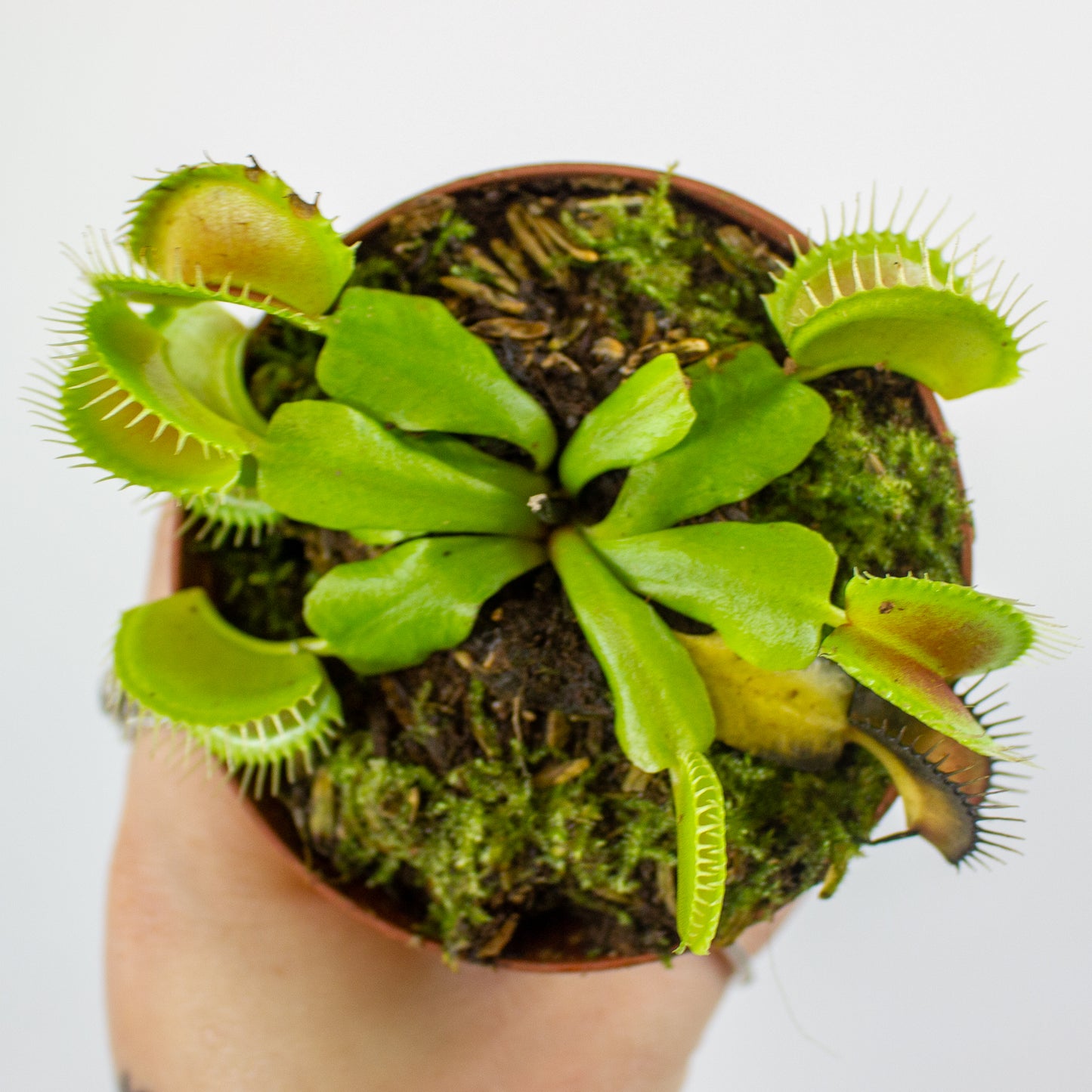 Dionaea muscipula 8.5cm H11cm
