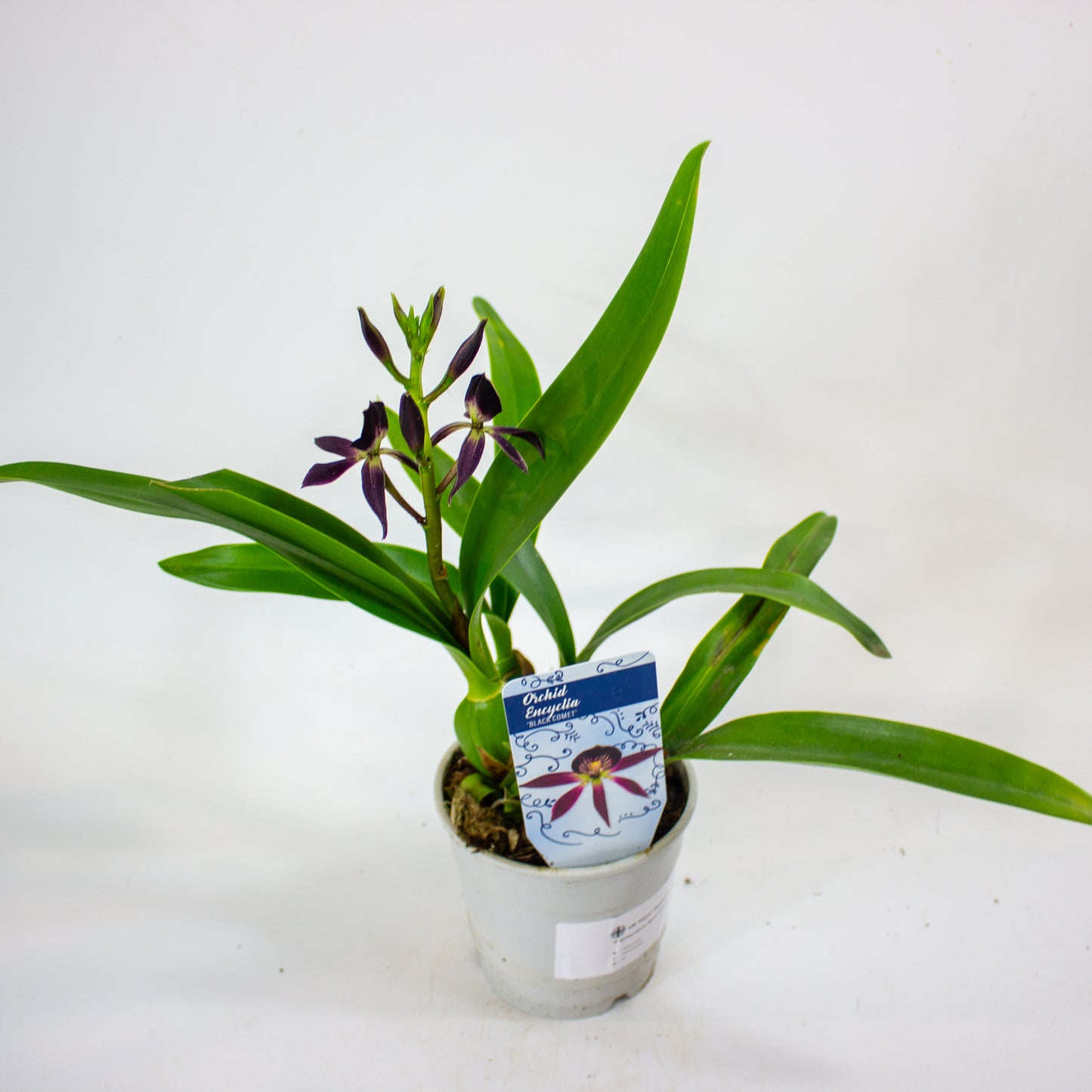 Epidendrum Black Comet 12cm H30cm