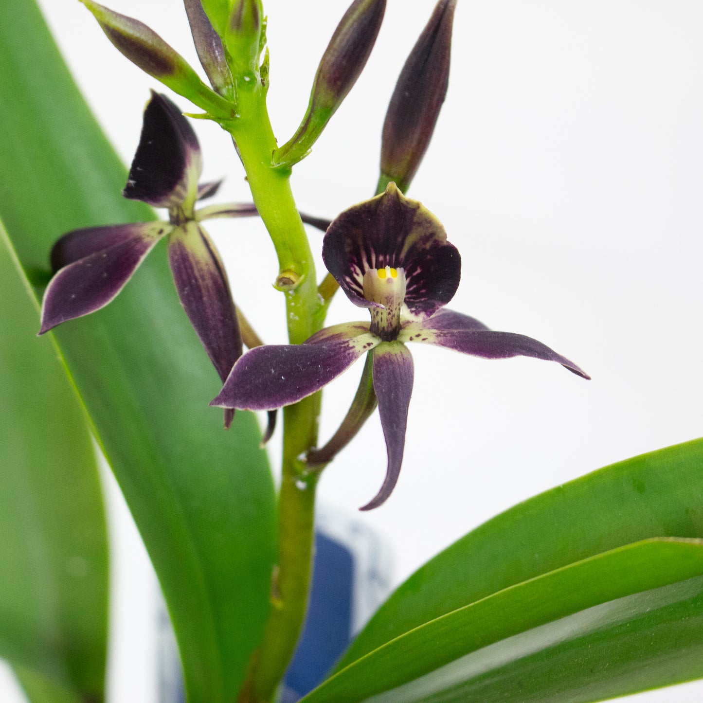 Epidendrum Black Comet 12cm H30cm