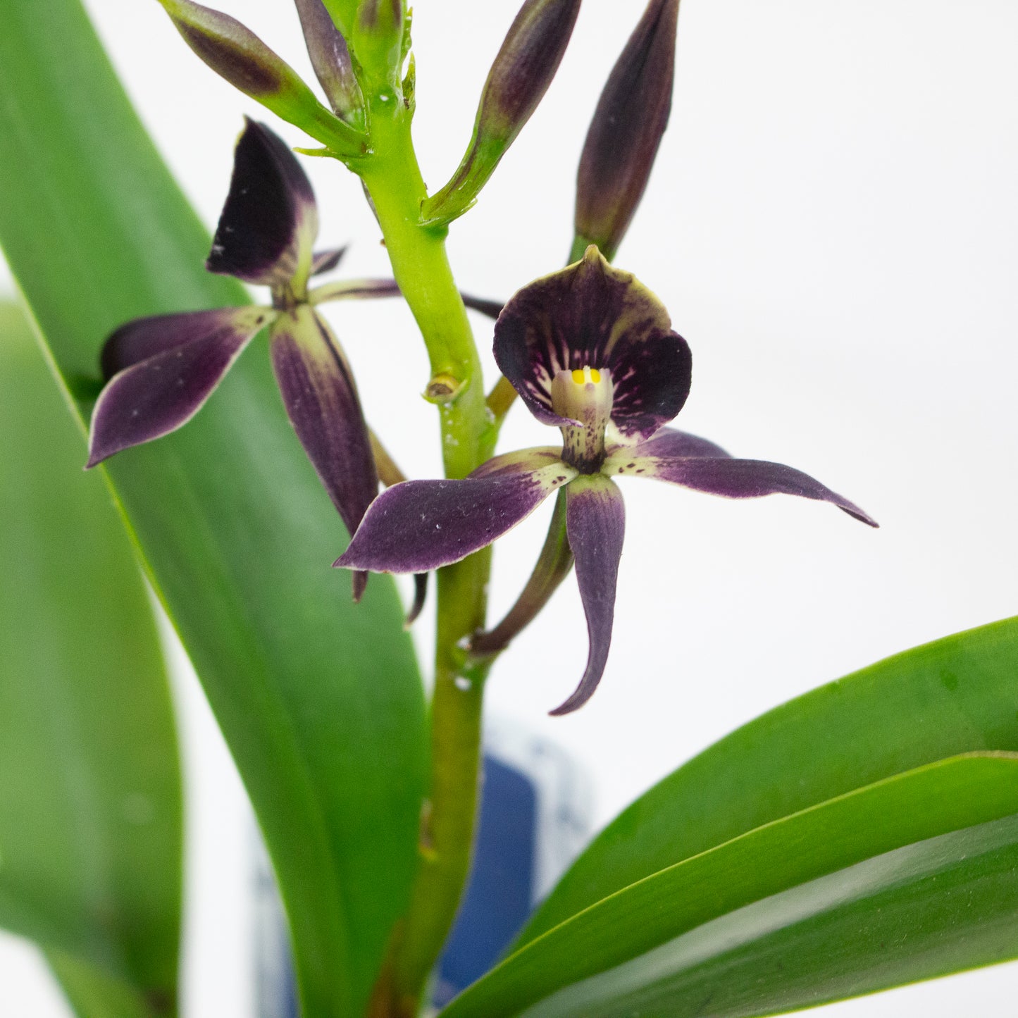 Epidendrum Black Comet 12cm H30cm