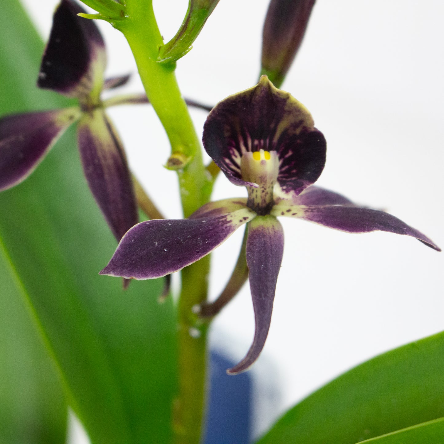Epidendrum Black Comet 12cm H30cm