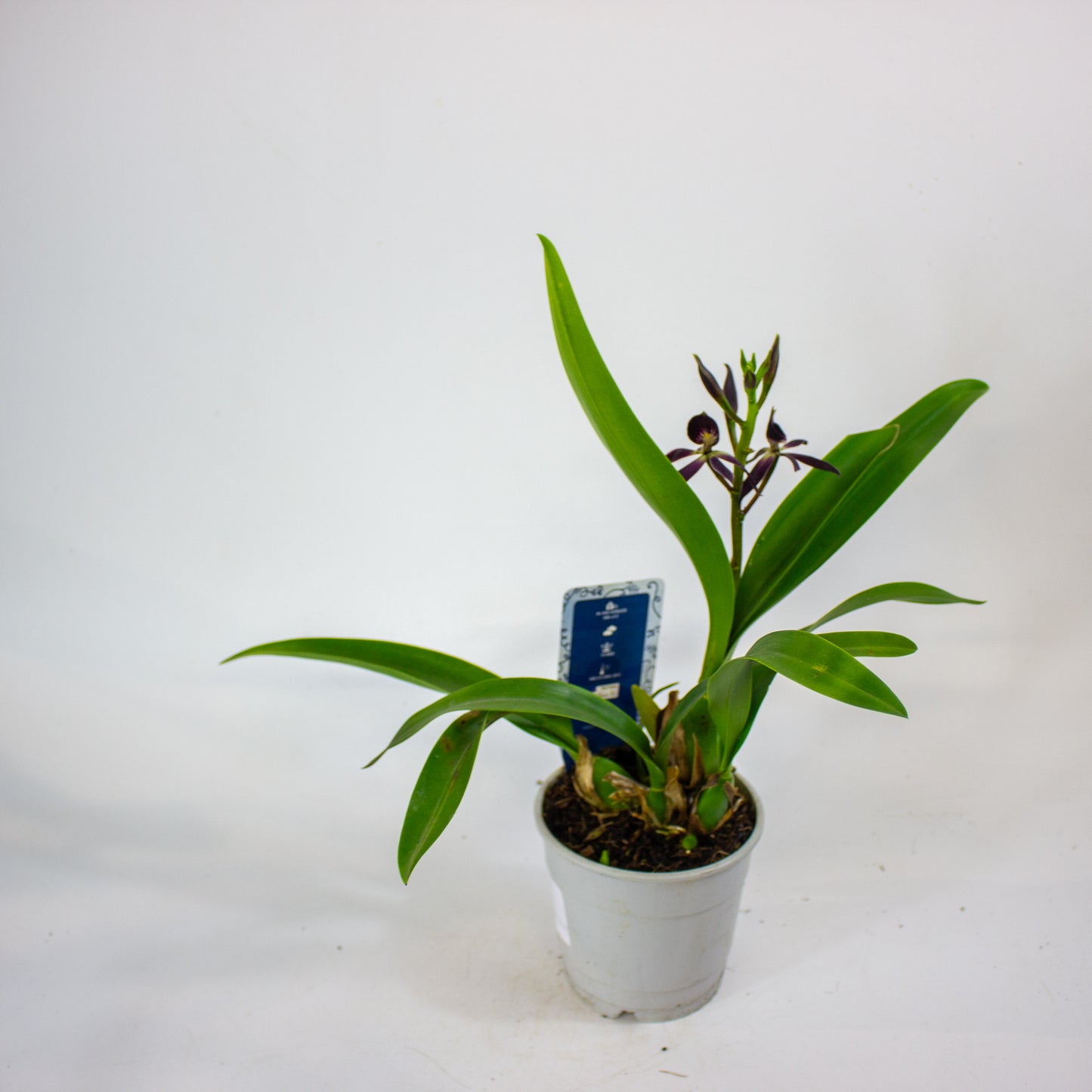 Epidendrum Black Comet 12cm H30cm