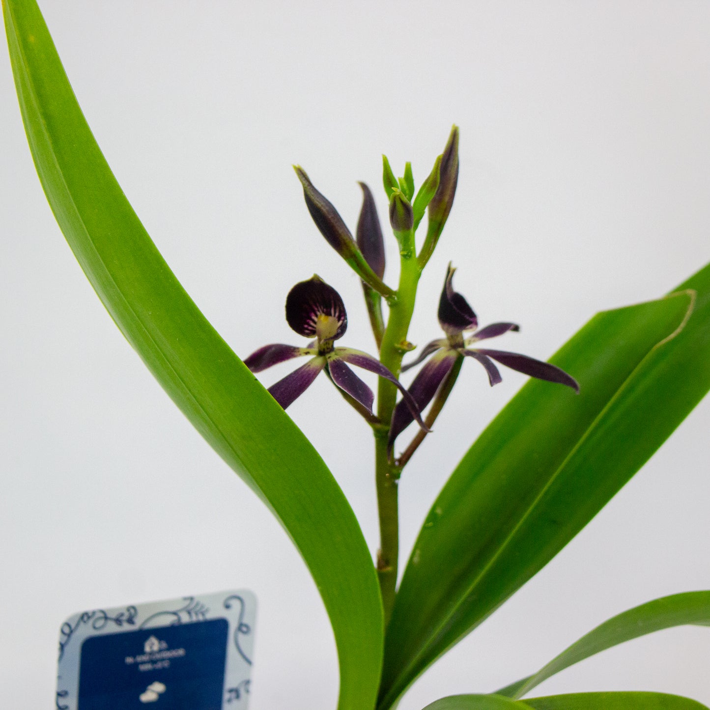 Epidendrum Black Comet 12cm H30cm