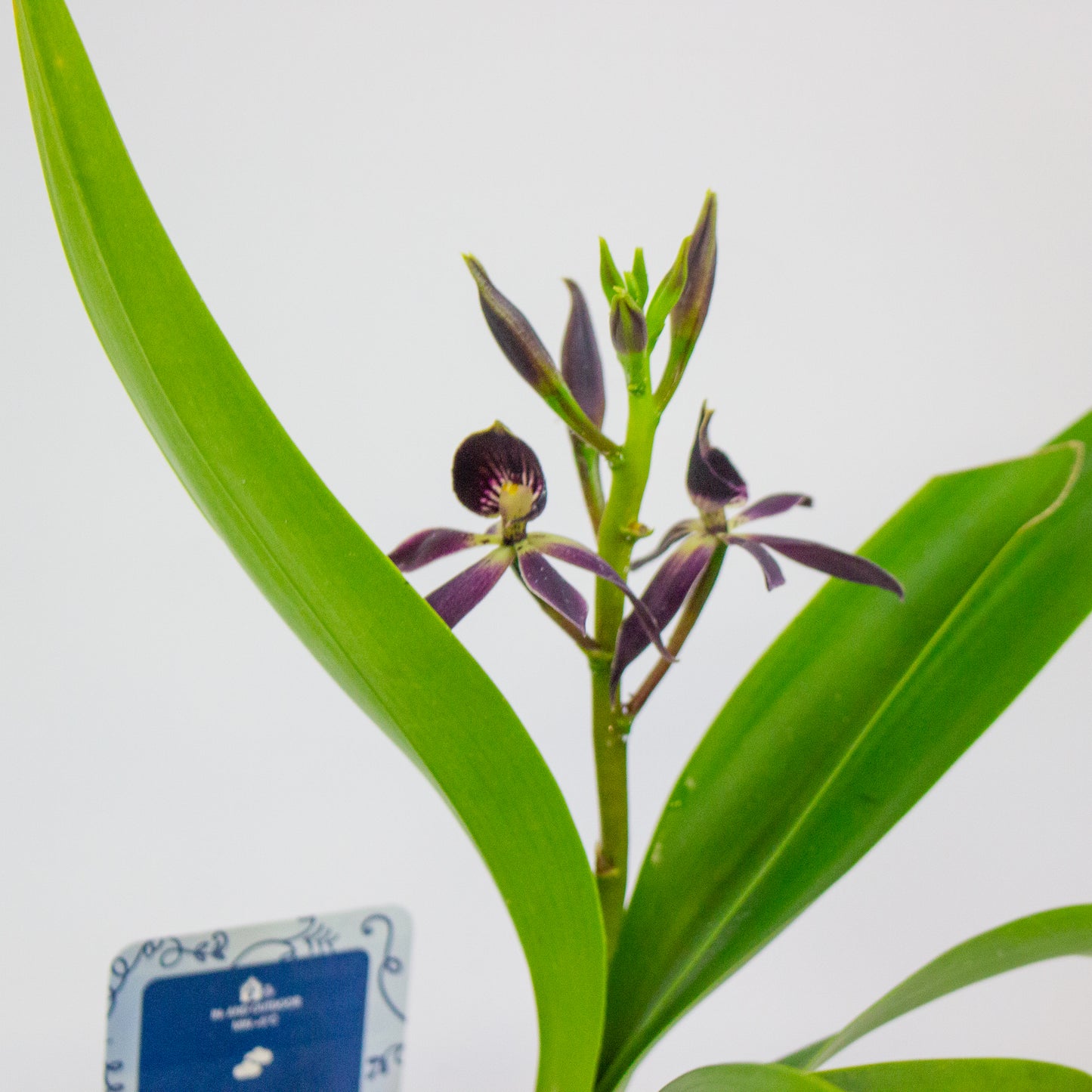Epidendrum Black Comet 12cm H30cm
