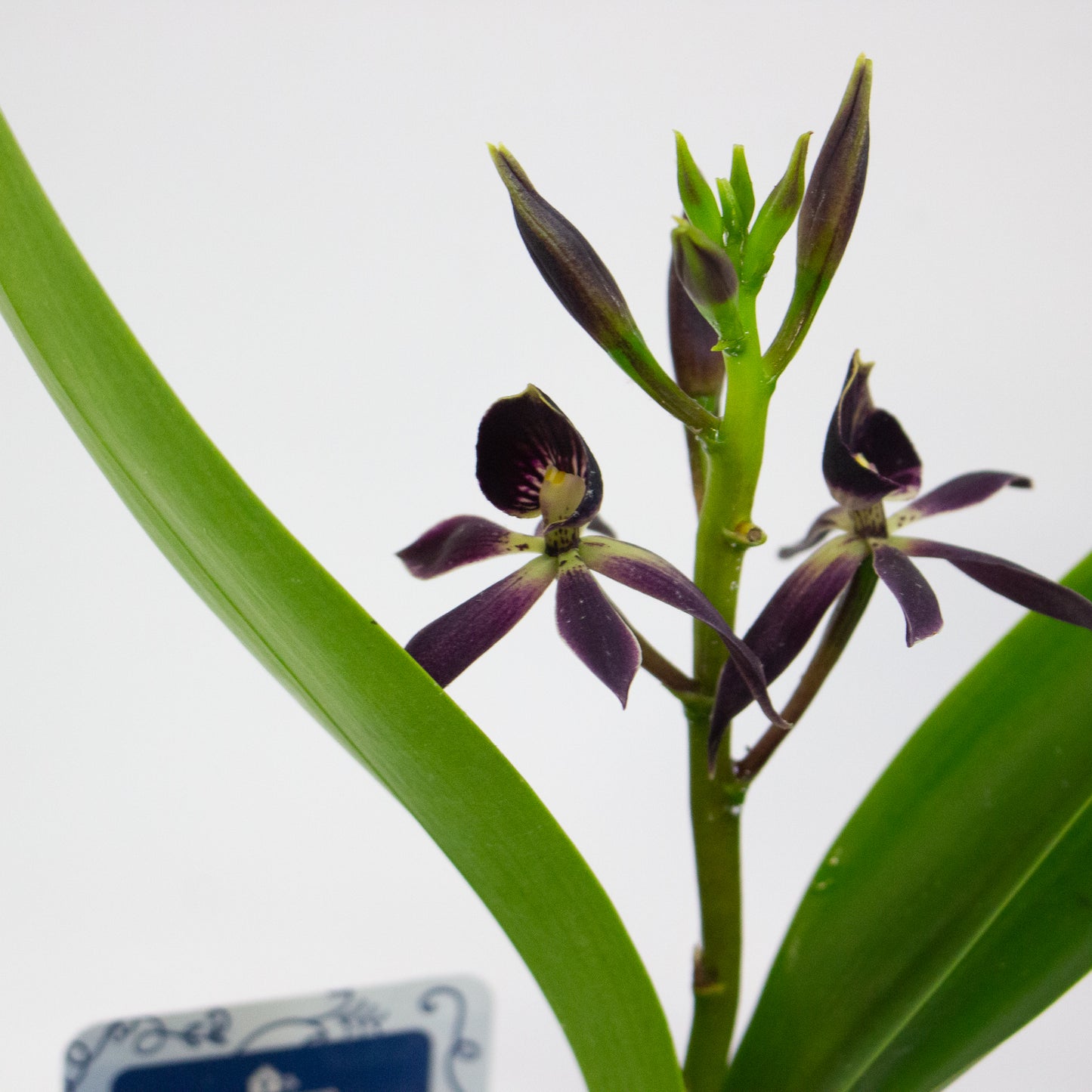 Epidendrum Black Comet 12cm H30cm