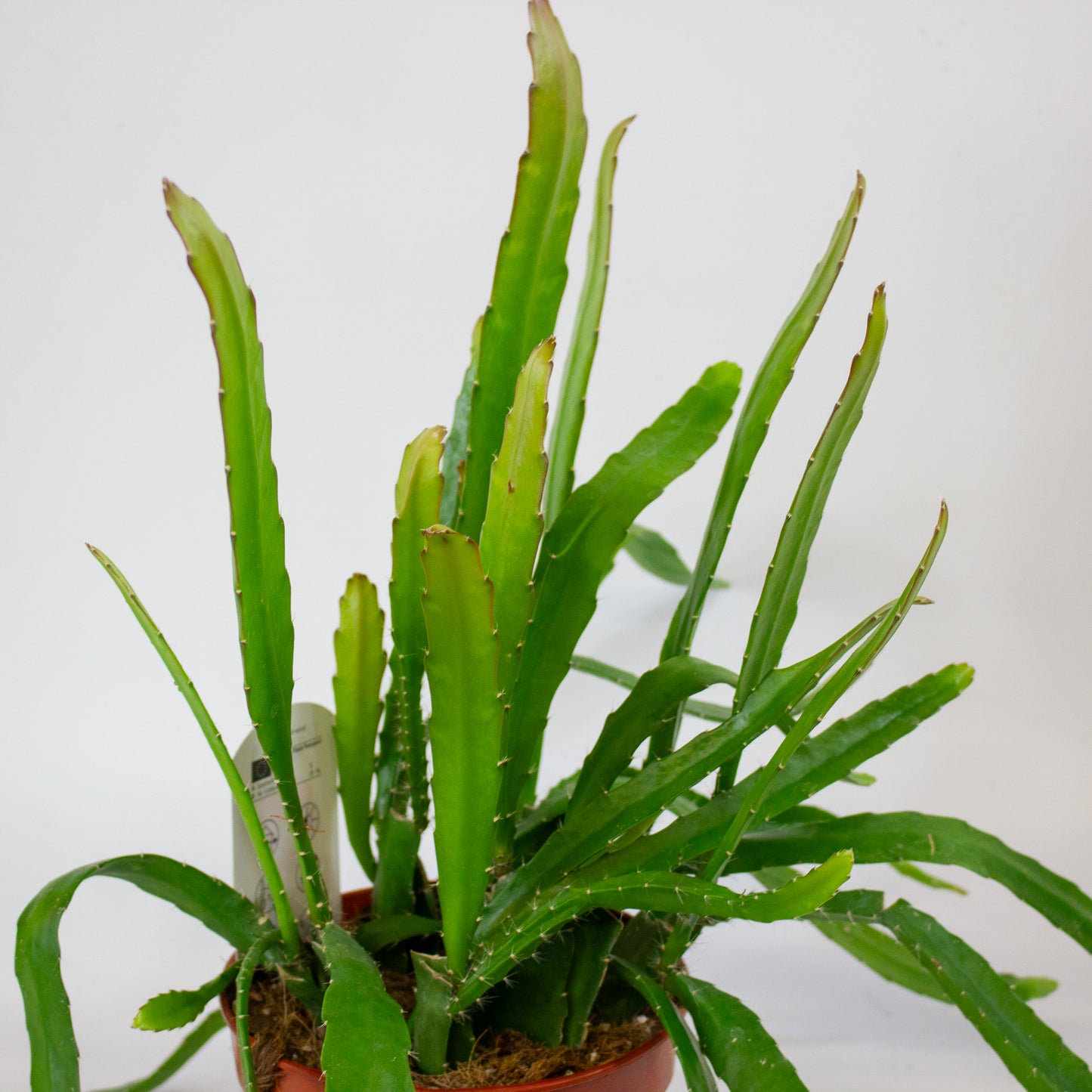 Epiphyllum Red Tip 15cm H50cm