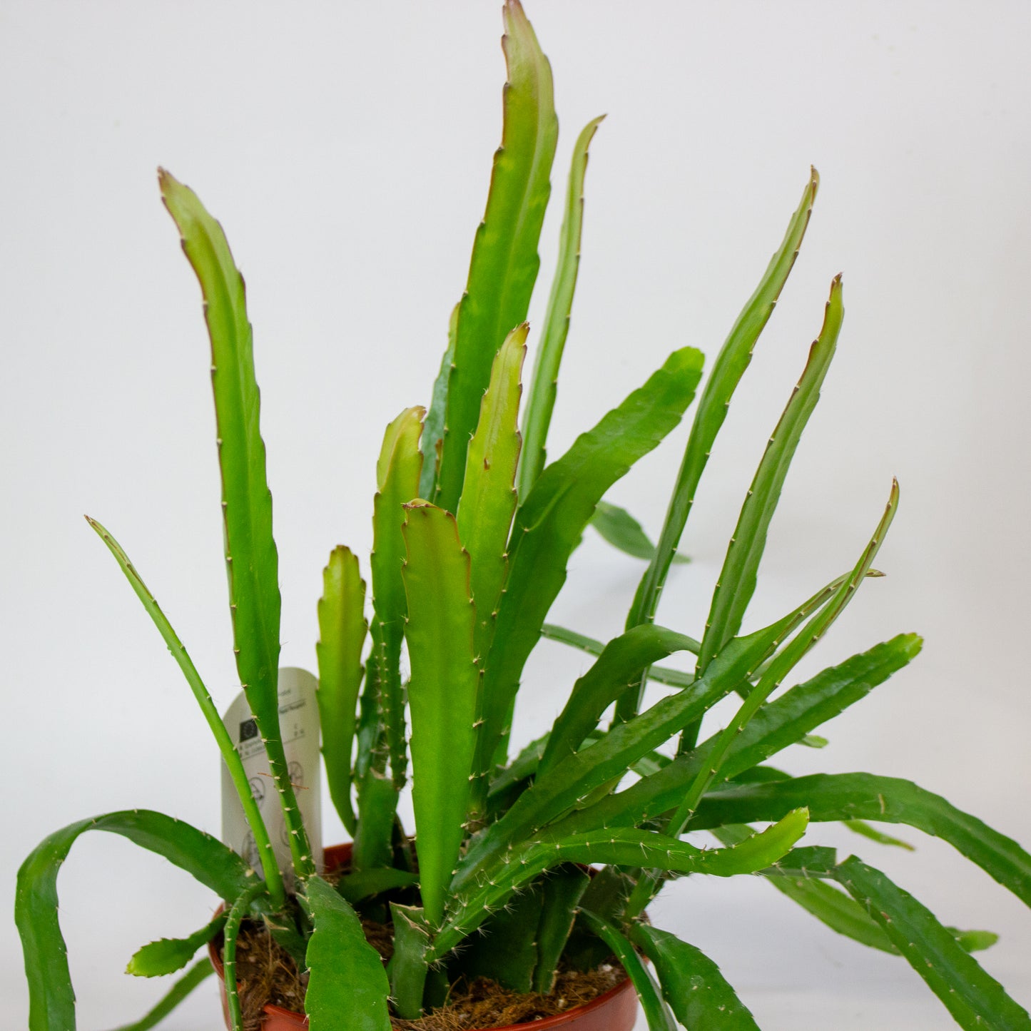 Epiphyllum Red Tip 15cm H50cm