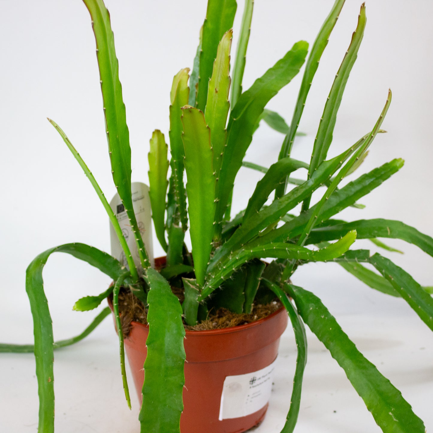 Epiphyllum Red Tip 15cm H50cm